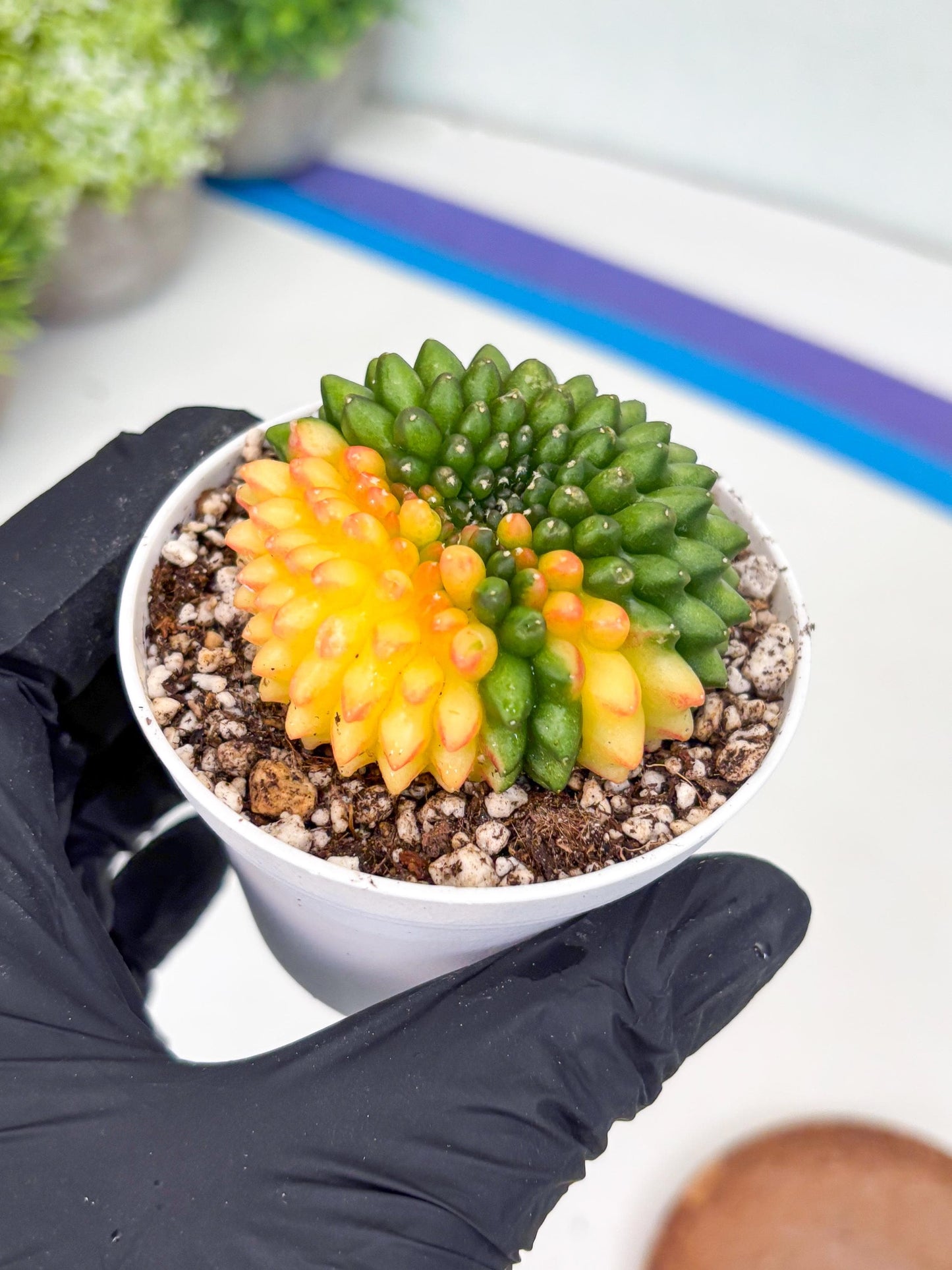 Gymnocalycium Inermis Cristata | (gy4) (p6) | For Advanced Grower!