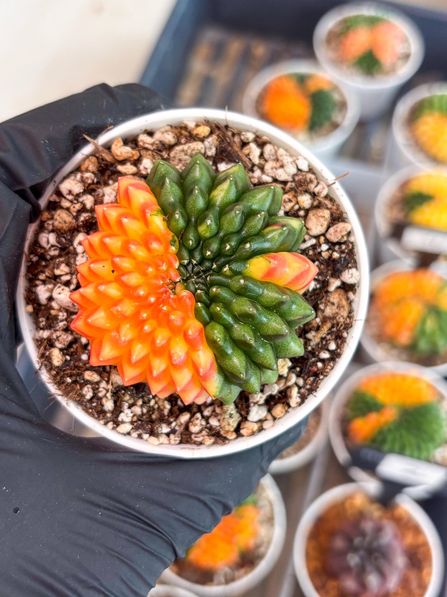 Gymnocalycium Inermis Cristata | (gy4) (p7) | For Advanced Grower!