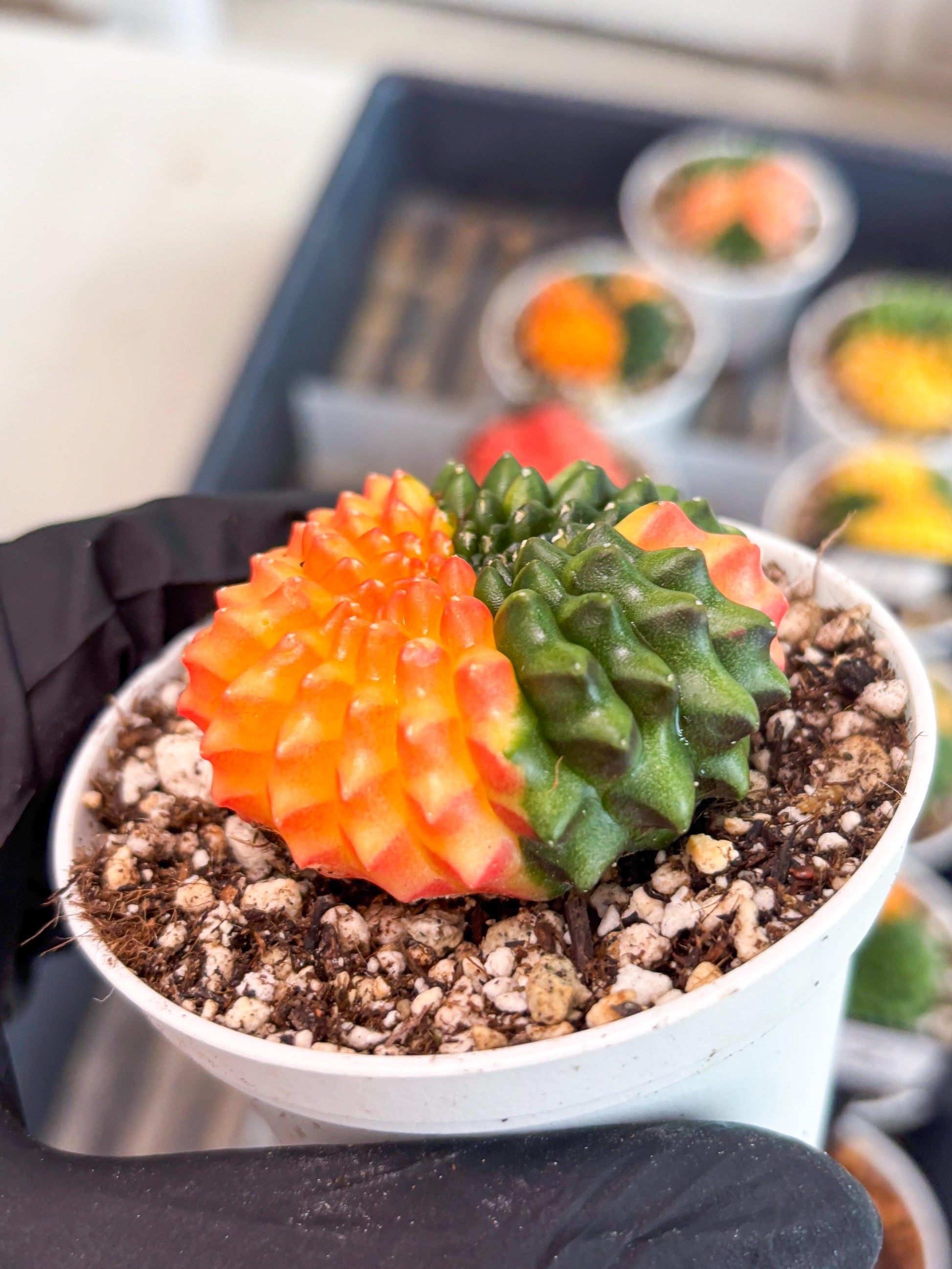 Gymnocalycium Inermis Cristata | (gy4) (p7) | For Advanced Grower!