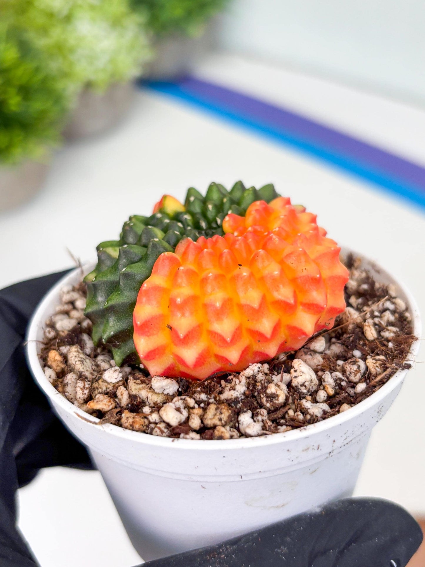 Gymnocalycium Inermis Cristata | (gy4) (p7) | For Advanced Grower!