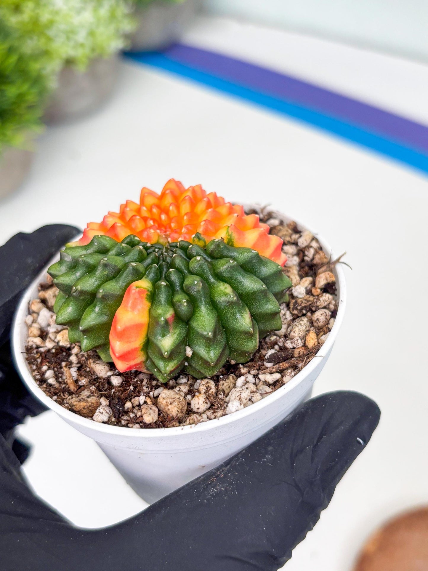 Gymnocalycium Inermis Cristata | (gy4) (p7) | For Advanced Grower!