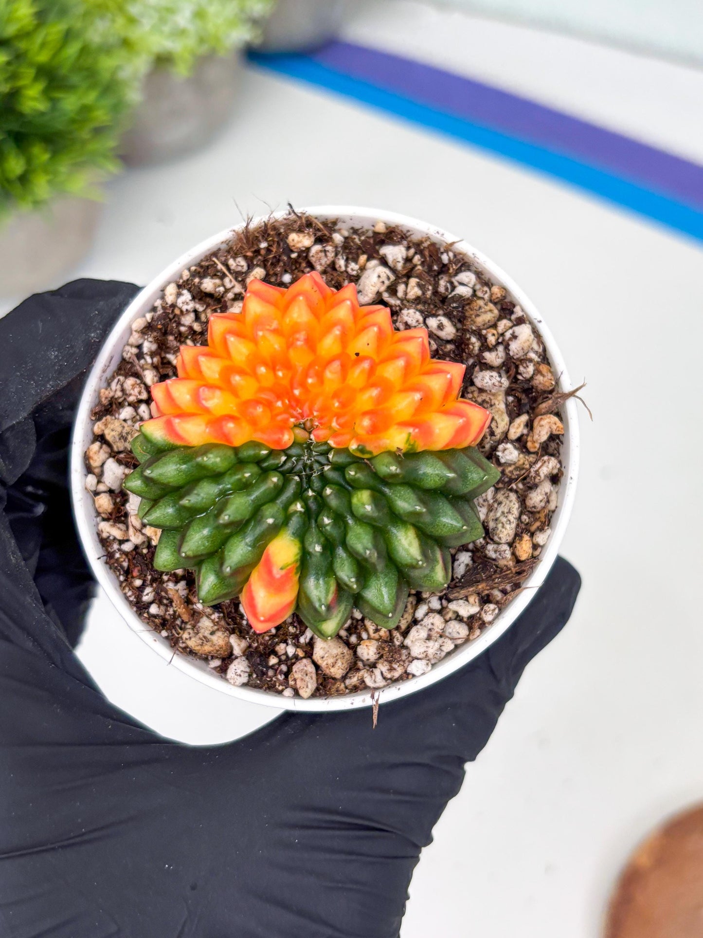 Gymnocalycium Inermis Cristata | (gy4) (p7) | For Advanced Grower!