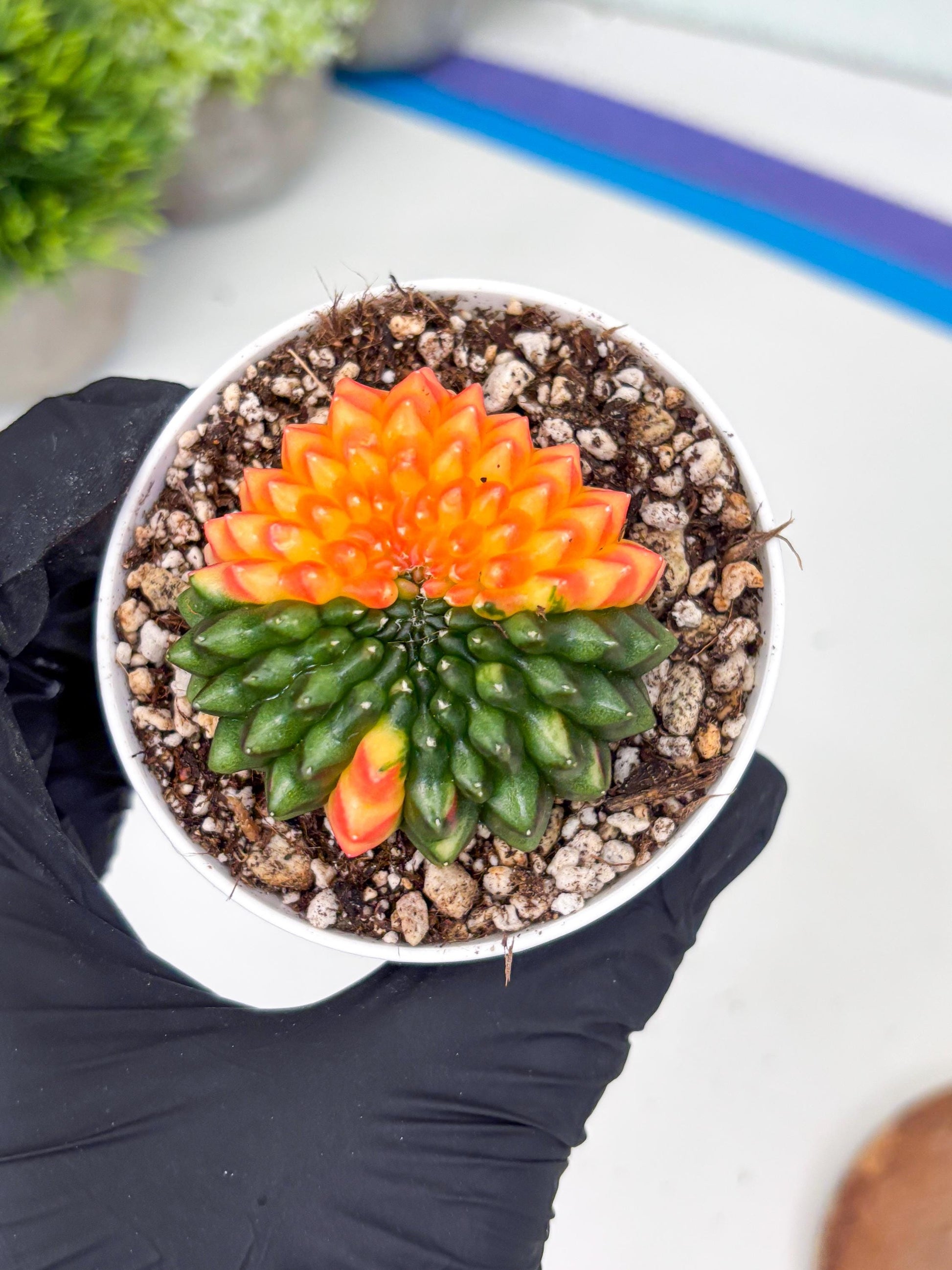 Gymnocalycium Inermis Cristata | (gy4) (p7) | For Advanced Grower!