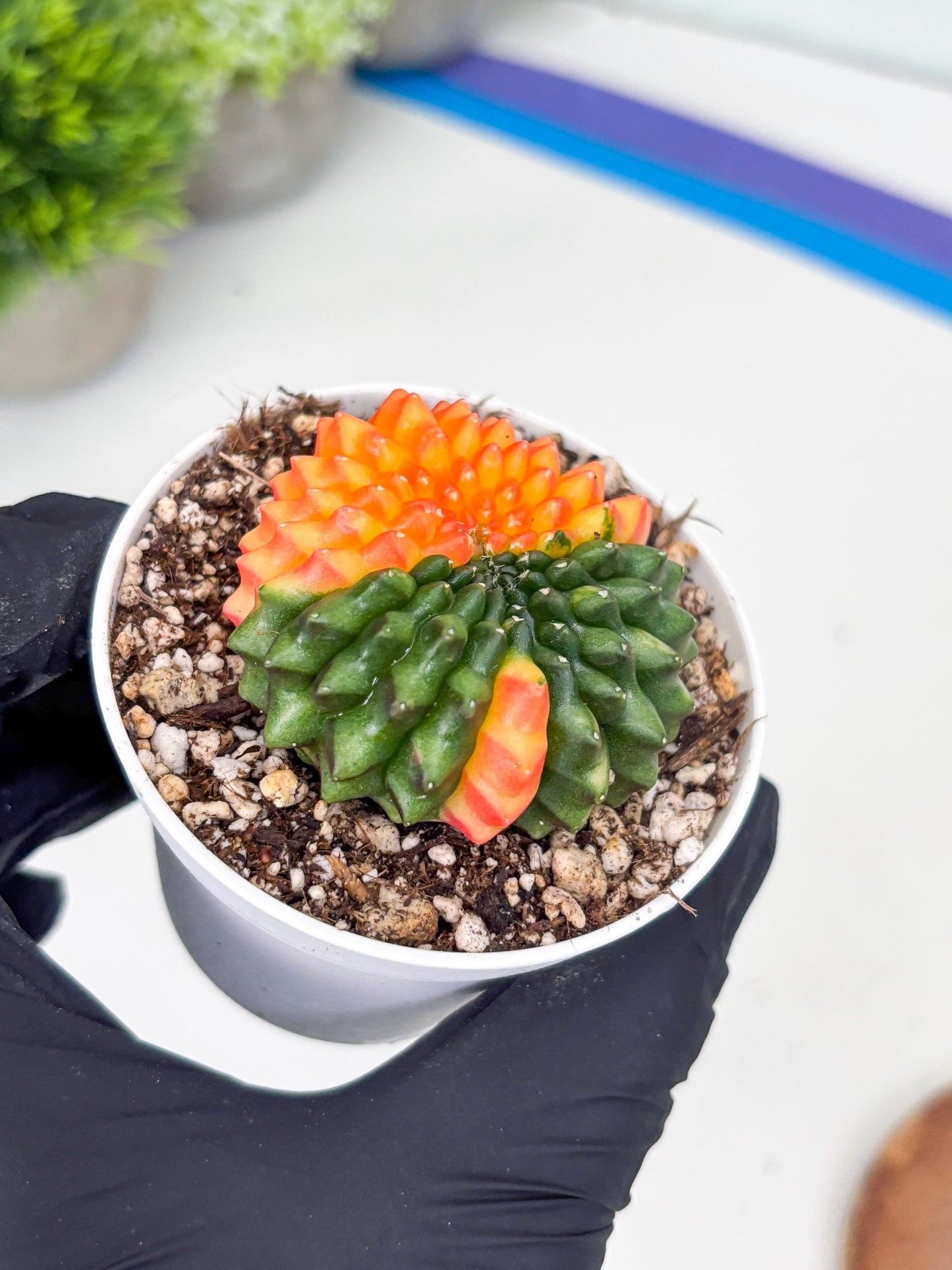 Gymnocalycium Inermis Cristata | (gy4) (p7) | For Advanced Grower!