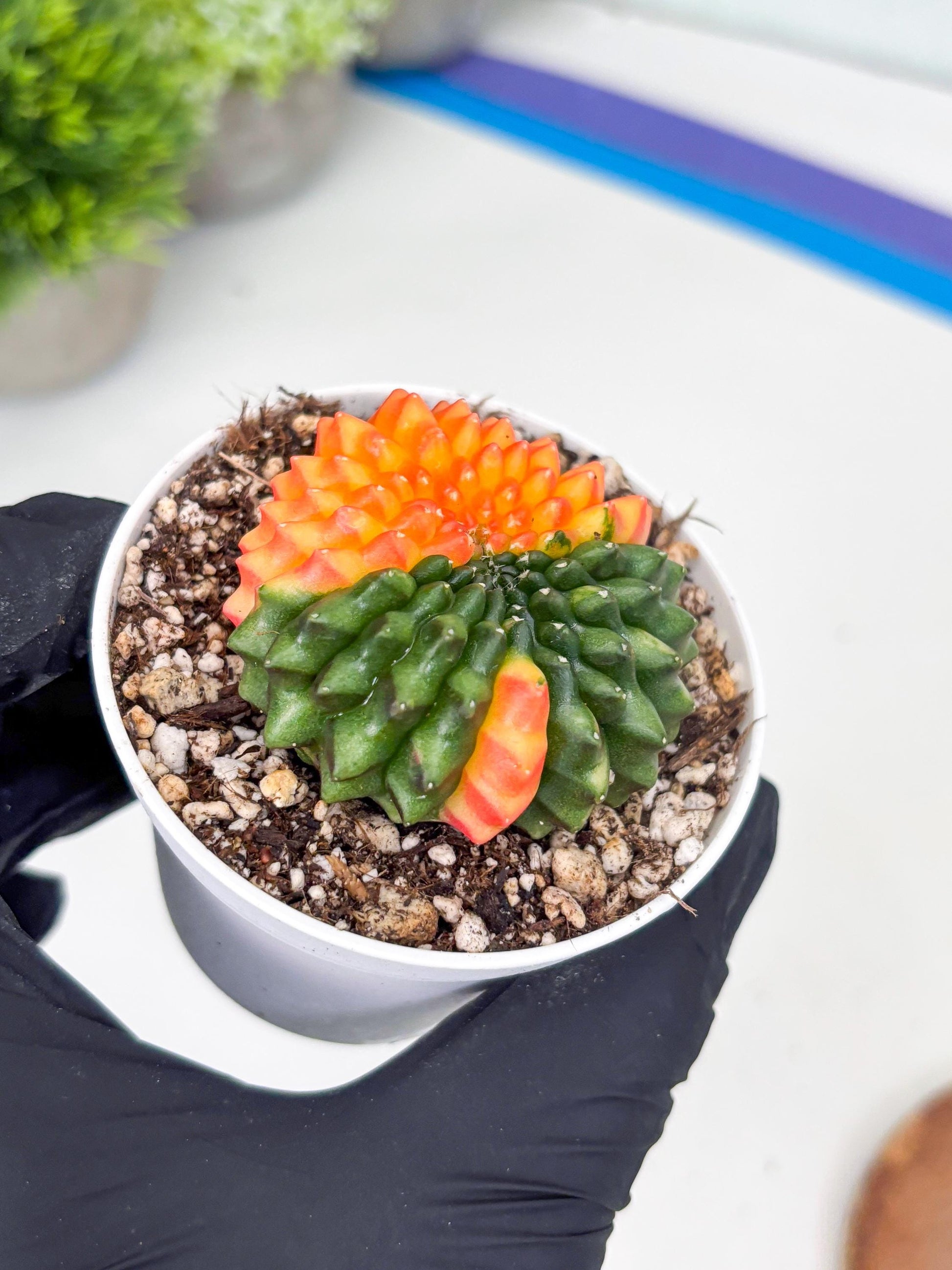 Gymnocalycium Inermis Cristata | (gy4) (p7) | For Advanced Grower!