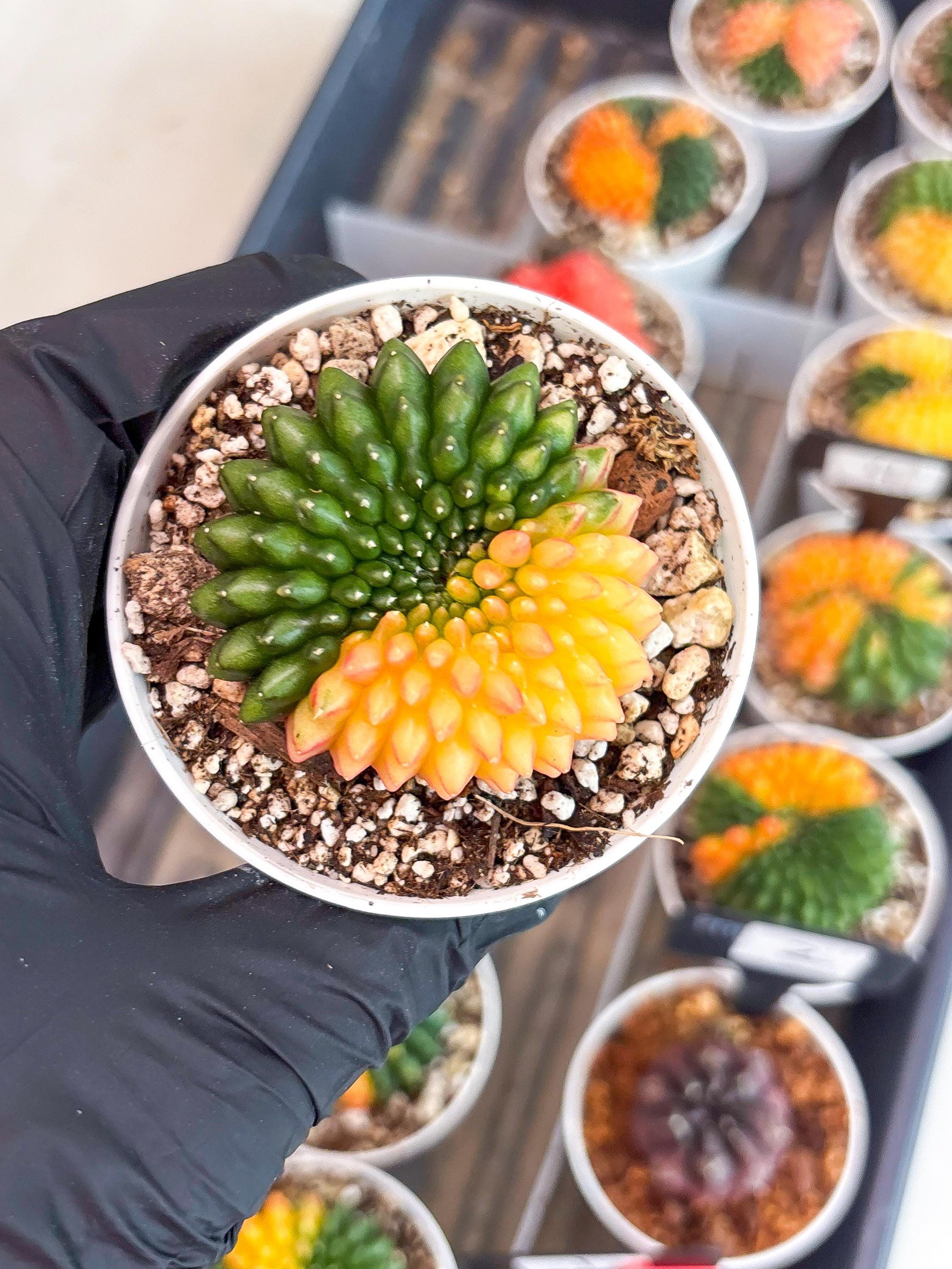 Gymnocalycium Inermis Cristata | (gy4) (y3) | For Advanced Grower!