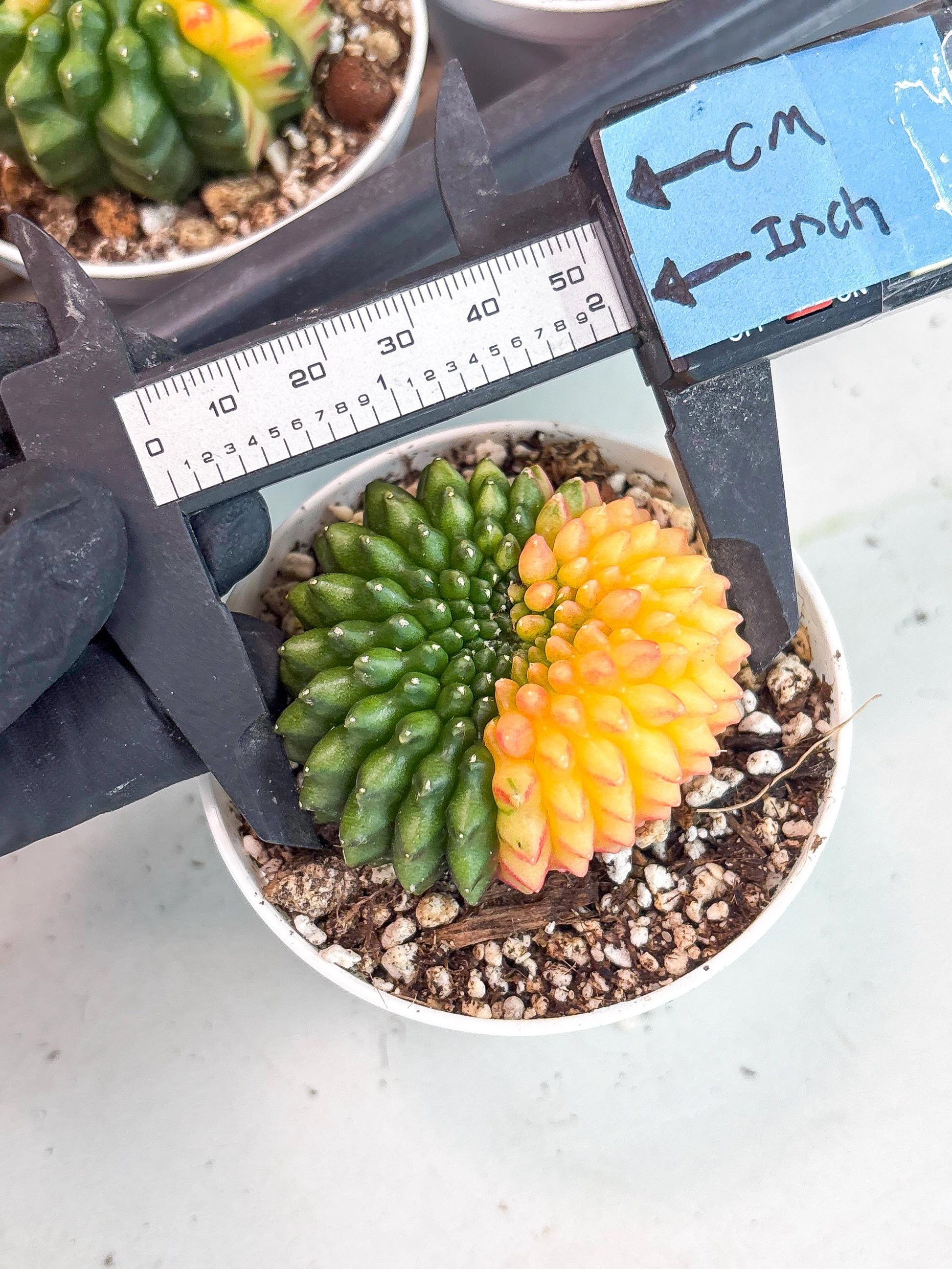 Gymnocalycium Inermis Cristata | (gy4) (y3) | For Advanced Grower!