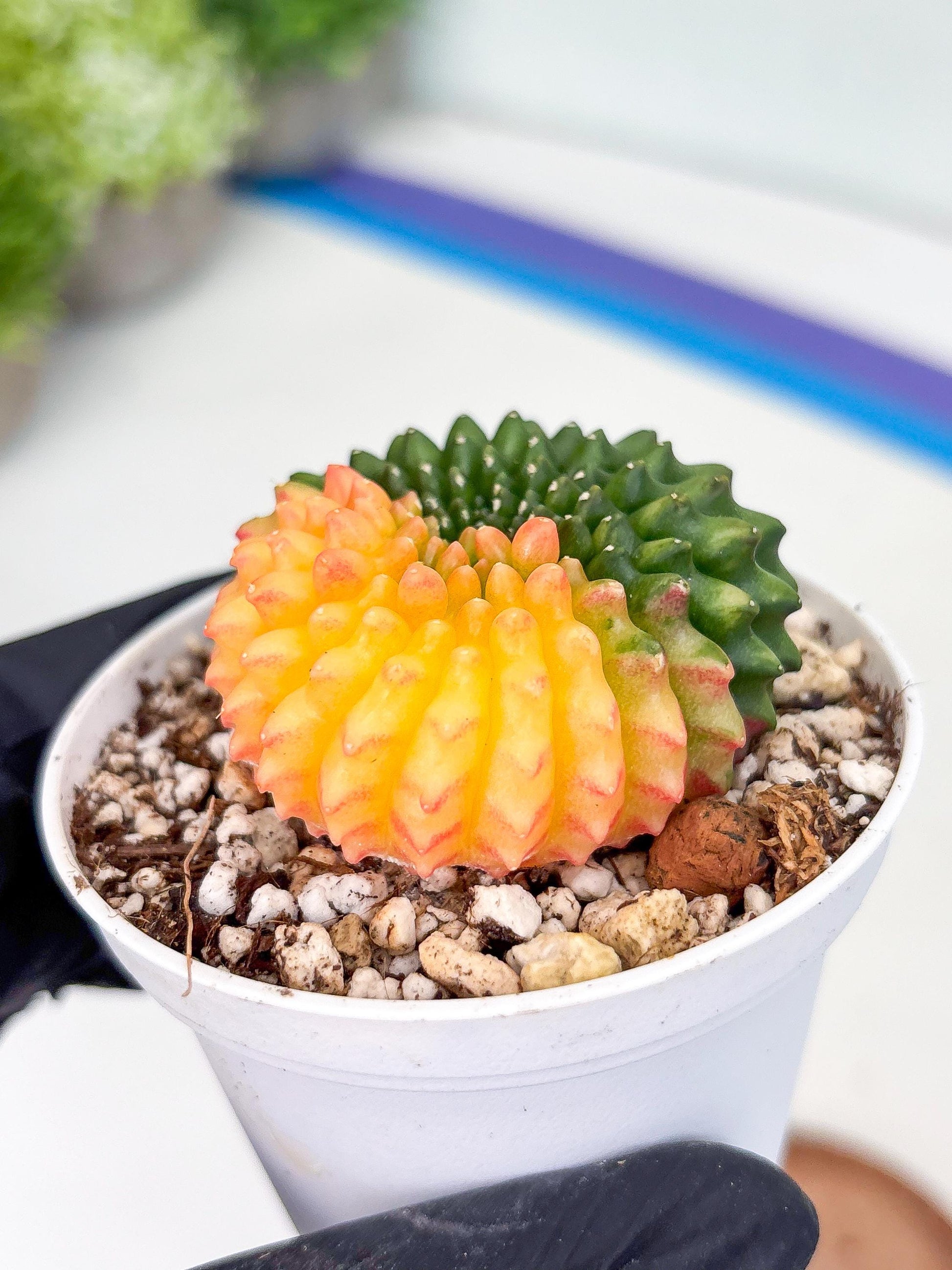 Gymnocalycium Inermis Cristata | (gy4) (y3) | For Advanced Grower!