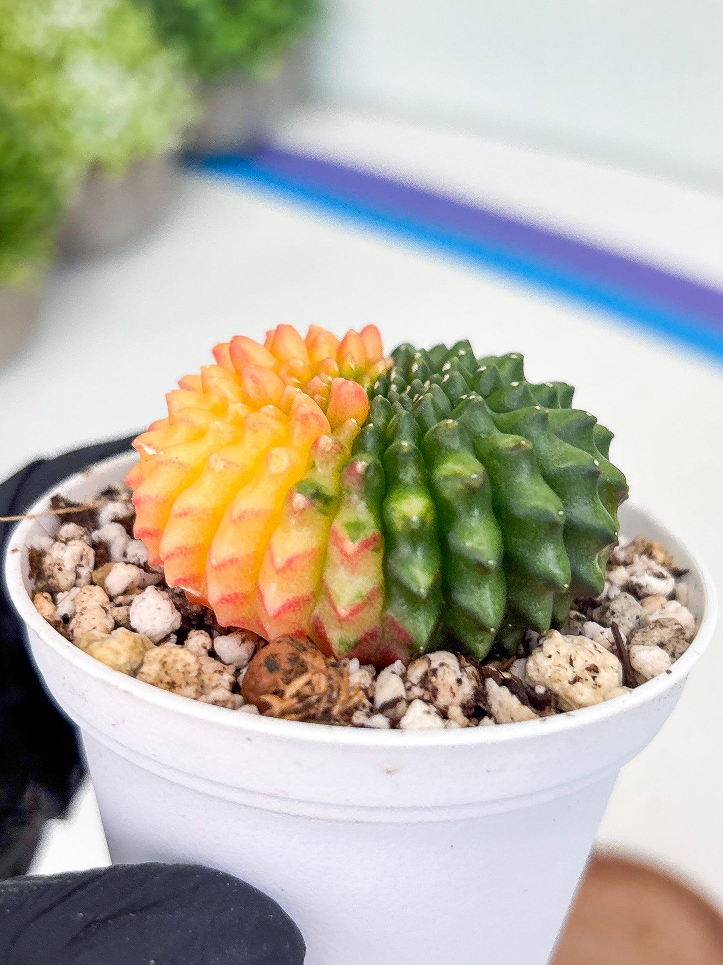 Gymnocalycium Inermis Cristata | (gy4) (y3) | For Advanced Grower!