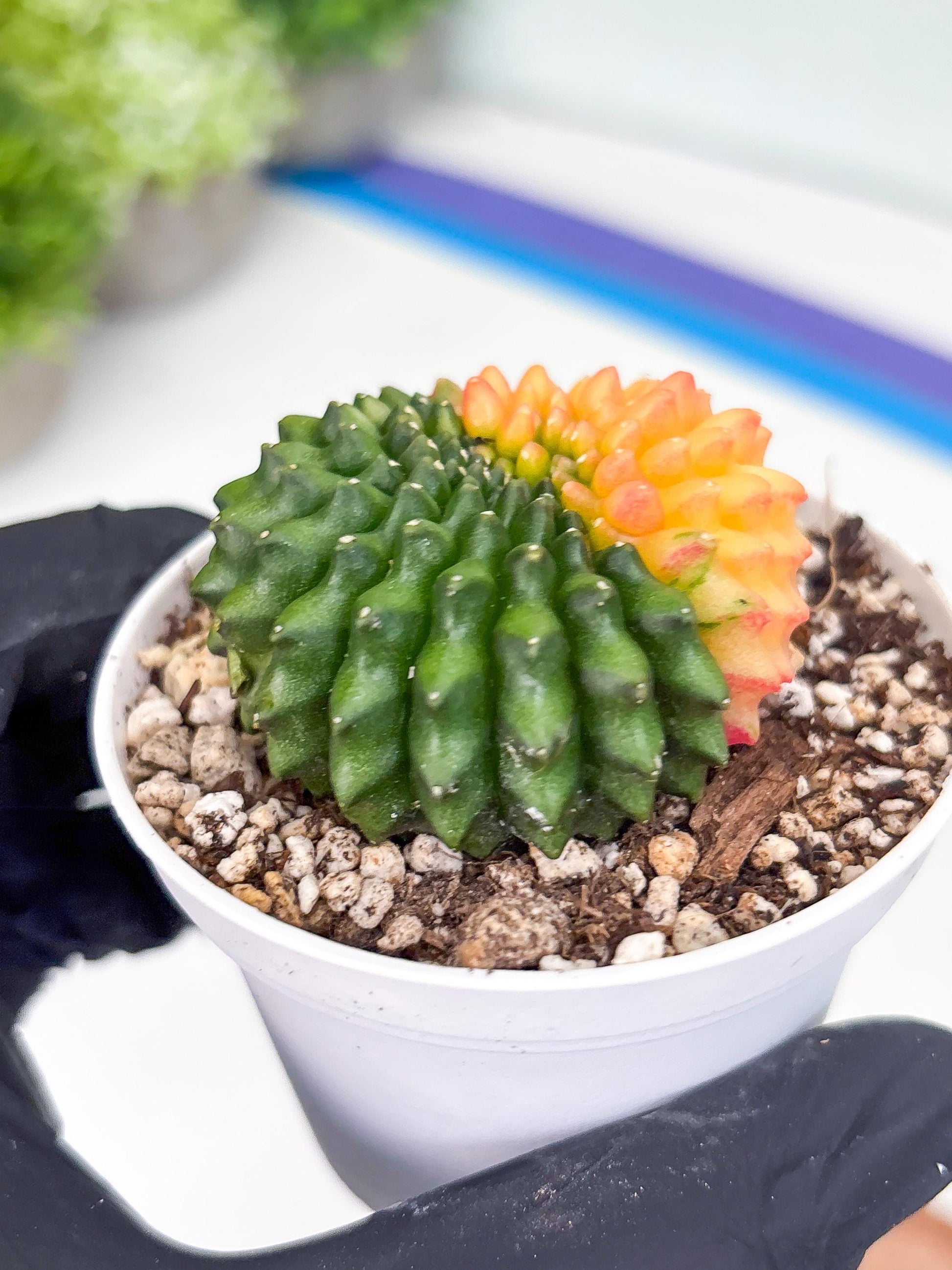 Gymnocalycium Inermis Cristata | (gy4) (y3) | For Advanced Grower!