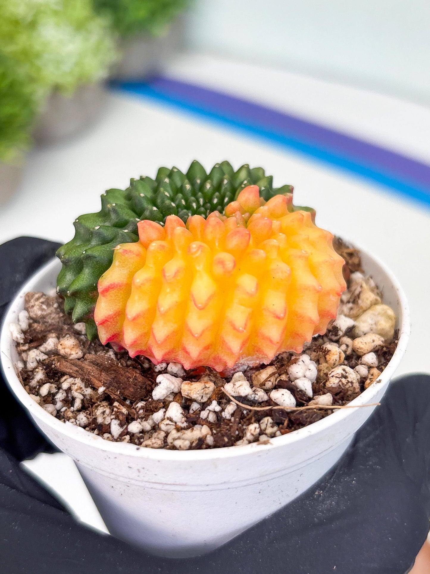 Gymnocalycium Inermis Cristata | (gy4) (y3) | For Advanced Grower!