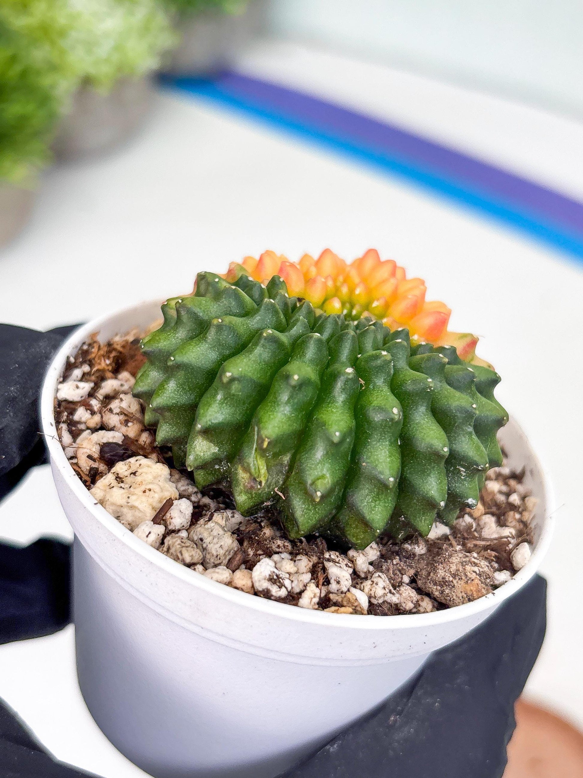 Gymnocalycium Inermis Cristata | (gy4) (y3) | For Advanced Grower!