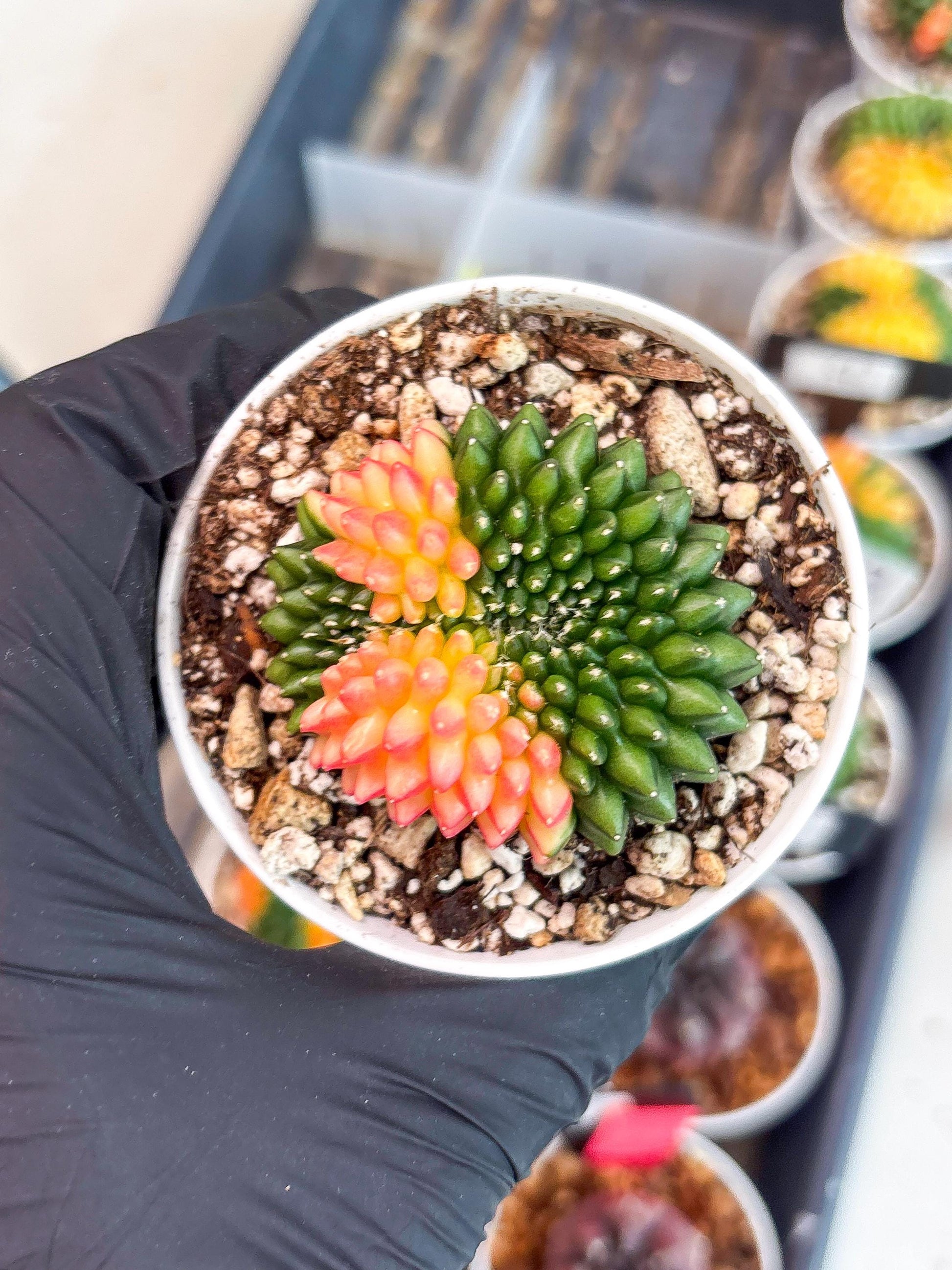 Gymnocalycium Inermis Cristata | (gy4) (y5) | For Advanced Grower!