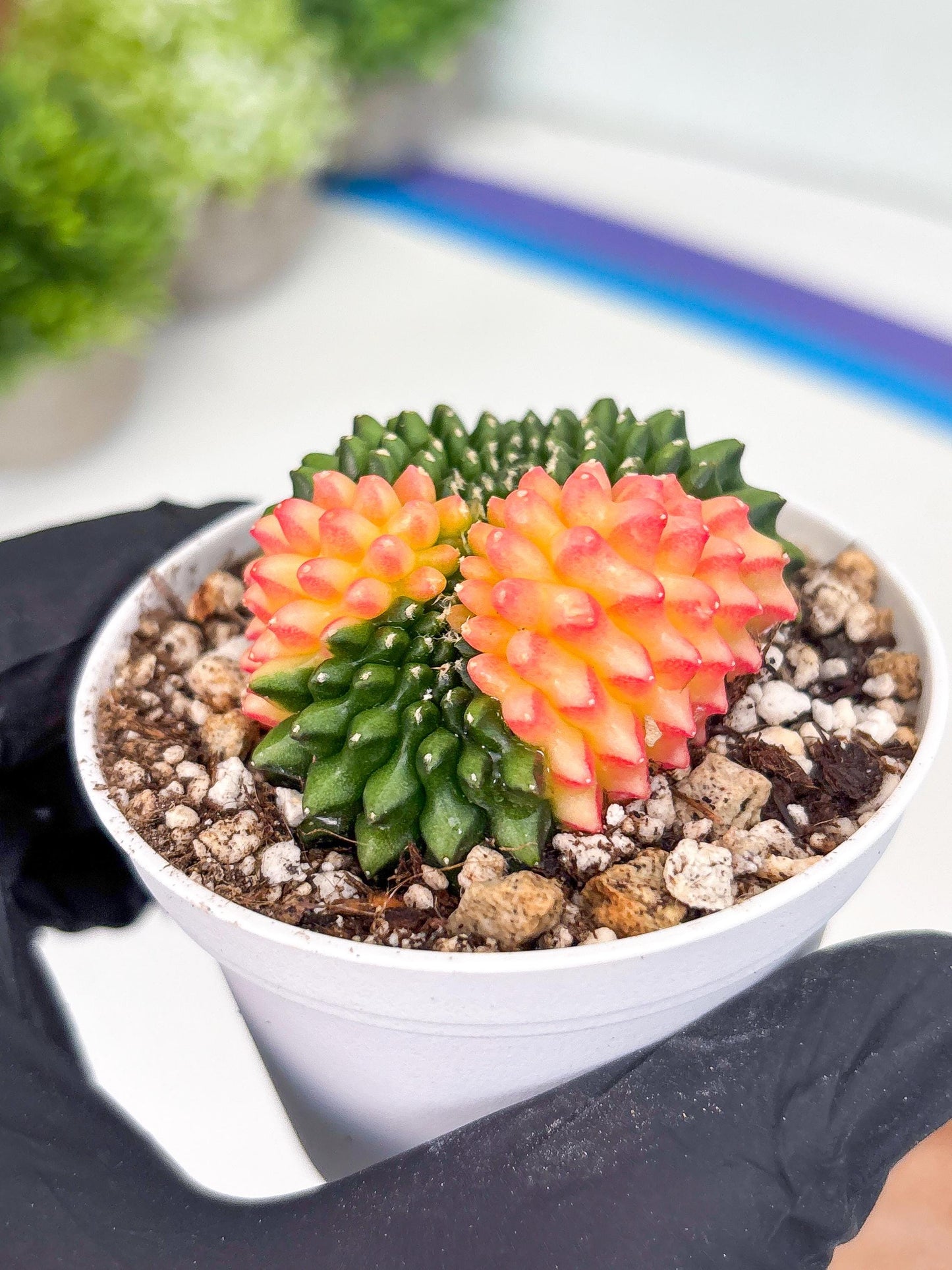 Gymnocalycium Inermis Cristata | (gy4) (y5) | For Advanced Grower!