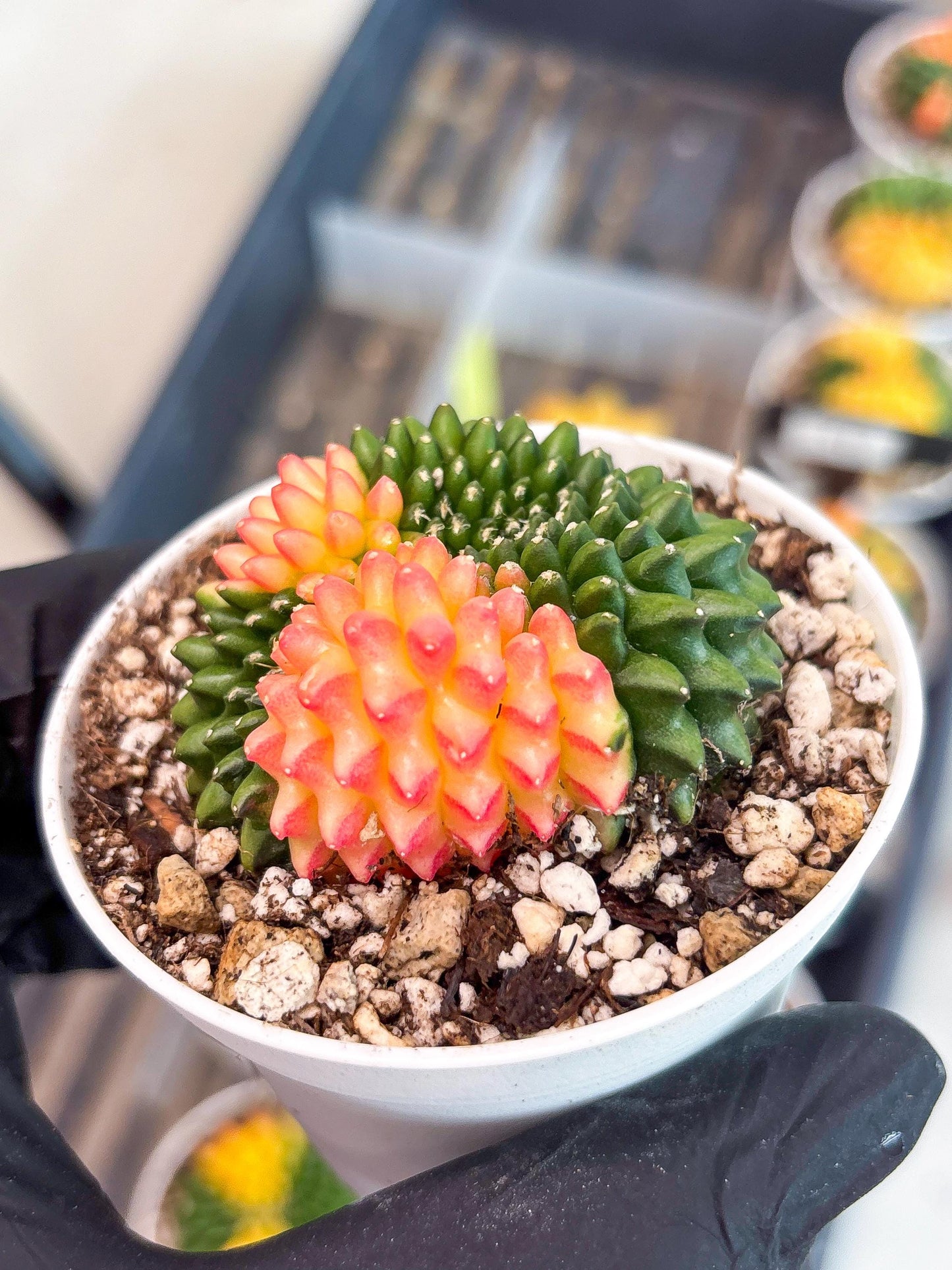 Gymnocalycium Inermis Cristata | (gy4) (y5) | For Advanced Grower!