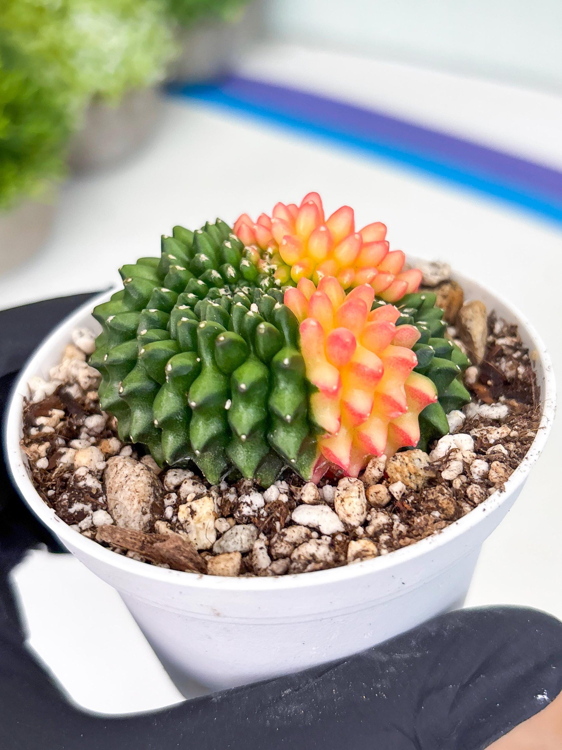 Gymnocalycium Inermis Cristata | (gy4) (y5) | For Advanced Grower!