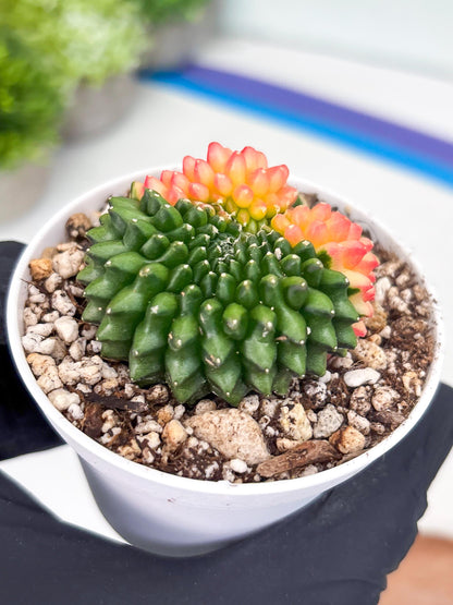 Gymnocalycium Inermis Cristata | (gy4) (y5) | For Advanced Grower!