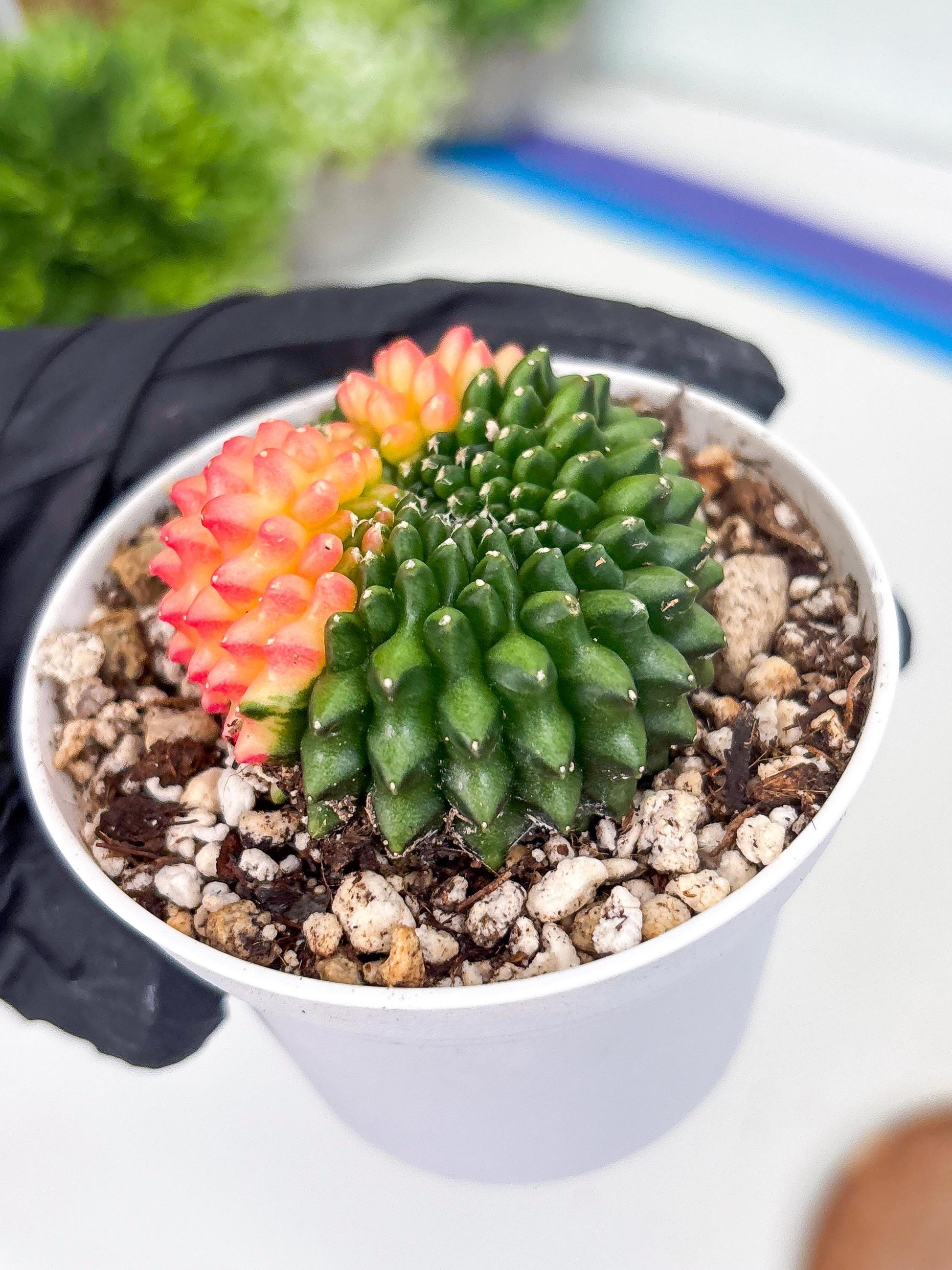 Gymnocalycium Inermis Cristata | (gy4) (y5) | For Advanced Grower!