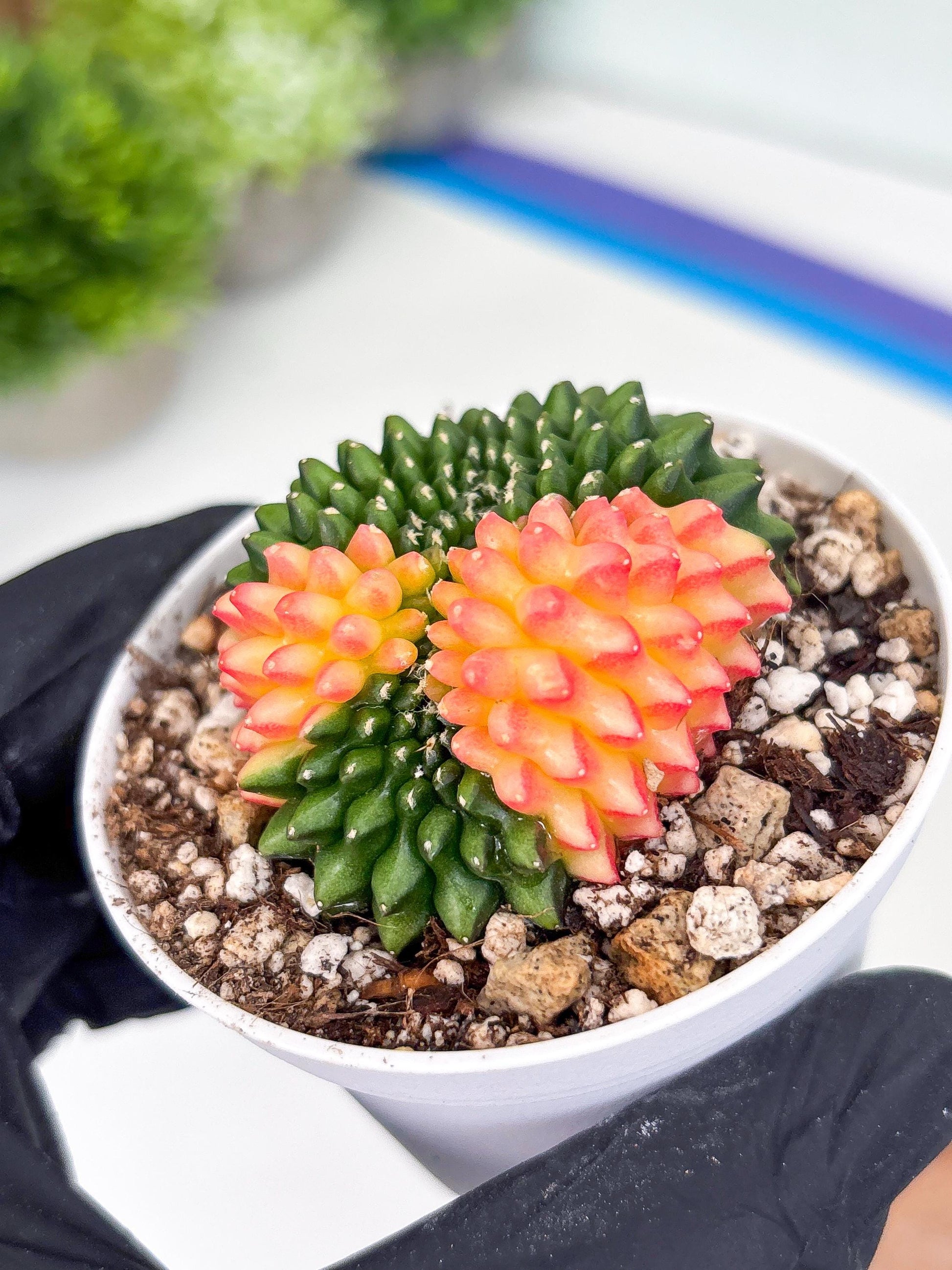 Gymnocalycium Inermis Cristata | (gy4) (y5) | For Advanced Grower!