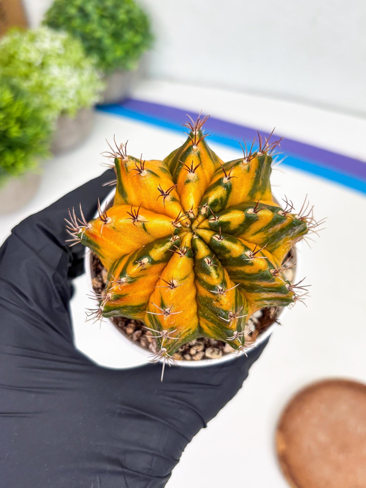 Gymnocalycium Mihanovichii Var (gy1) (b1) | Rare sucuclent