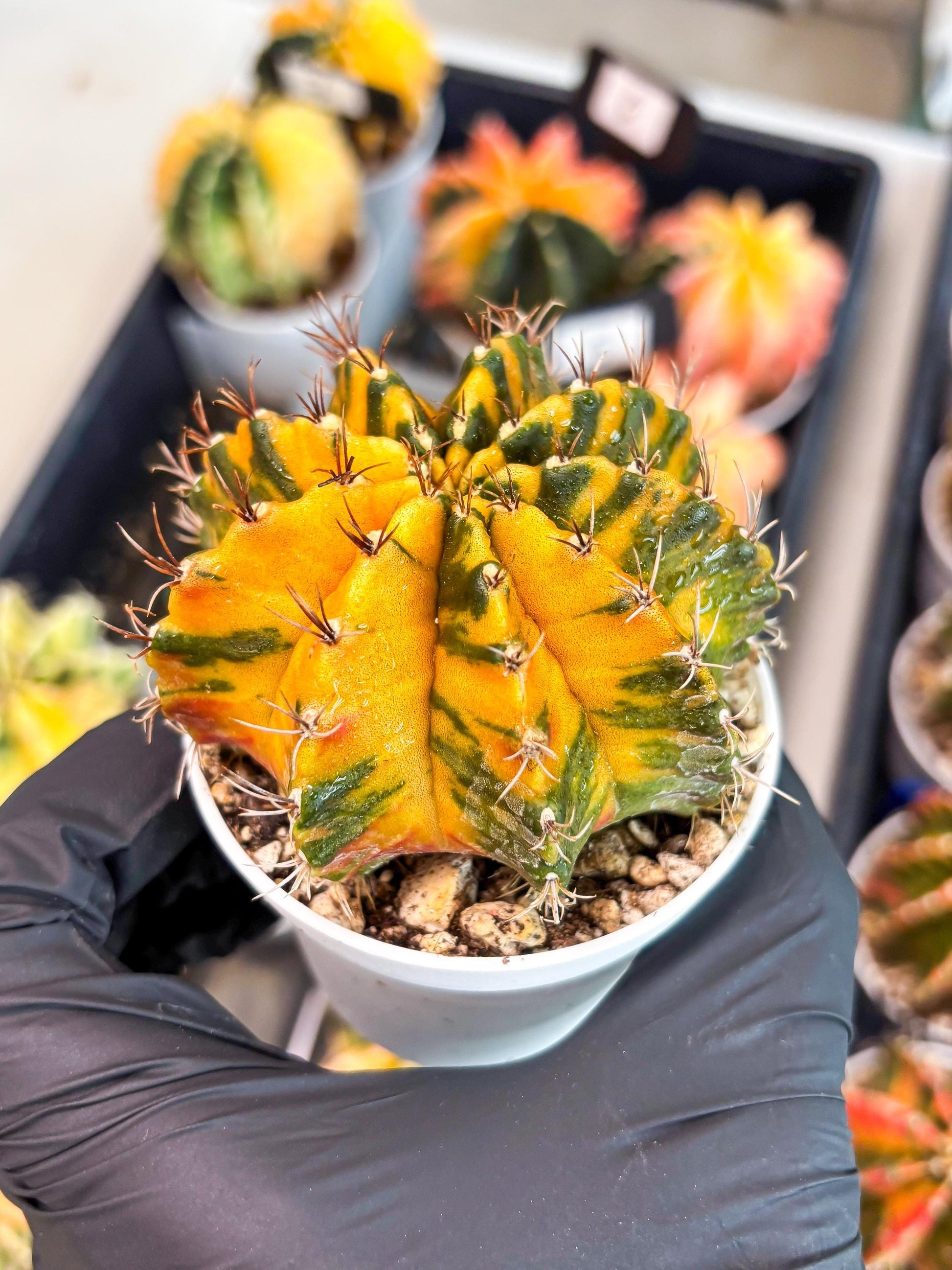 Gymnocalycium Mihanovichii Var (gy1) (b1) | Rare sucuclent