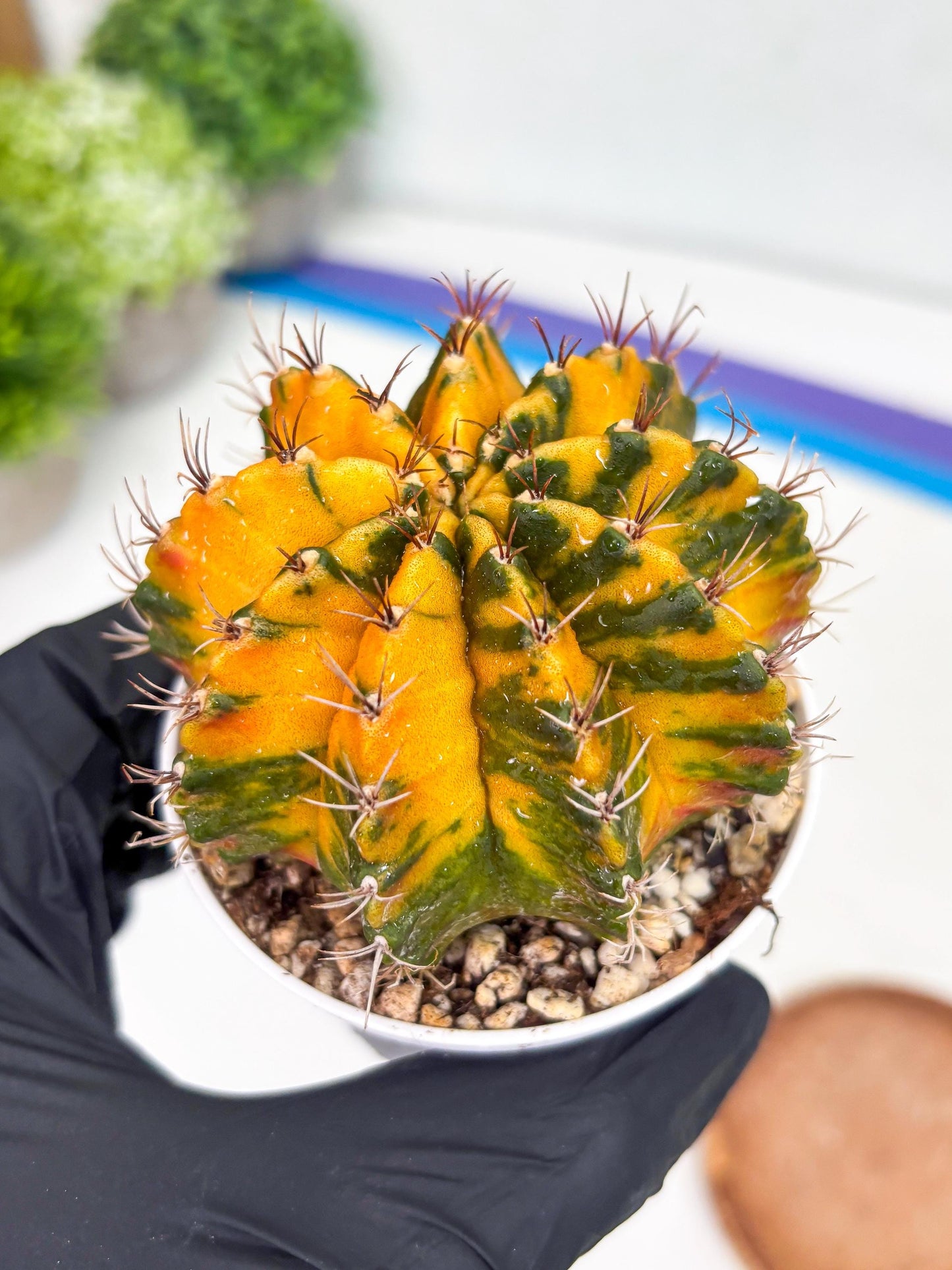 Gymnocalycium Mihanovichii Var (gy1) (b1) | Rare sucuclent