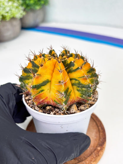 Gymnocalycium Mihanovichii Var (gy1) (b1) | Rare sucuclent
