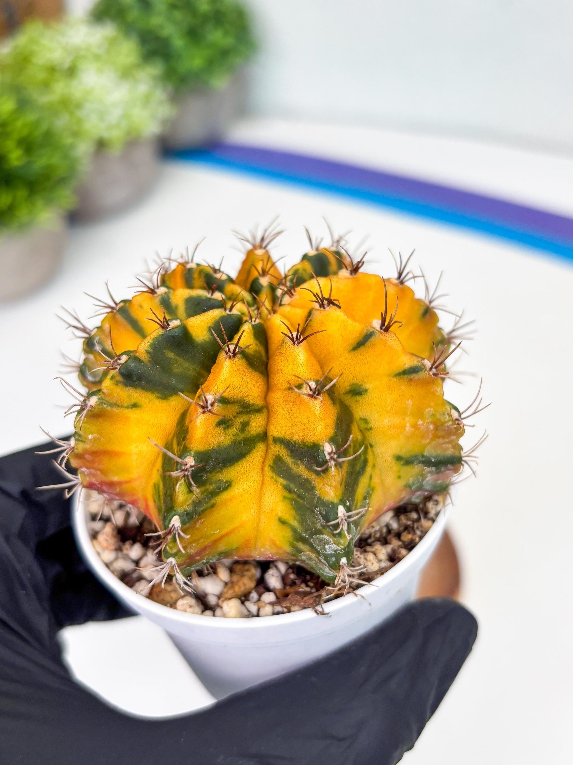 Gymnocalycium Mihanovichii Var (gy1) (b1) | Rare sucuclent