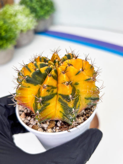 Gymnocalycium Mihanovichii Var (gy1) (b1) | Rare sucuclent