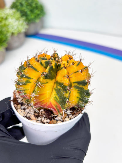 Gymnocalycium Mihanovichii Var (gy1) (b1) | Rare sucuclent