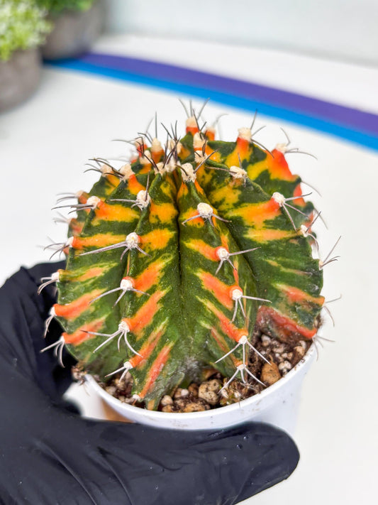 Gymnocalycium Mihanovichii Var (gy1) (b4) | Rare sucuclent