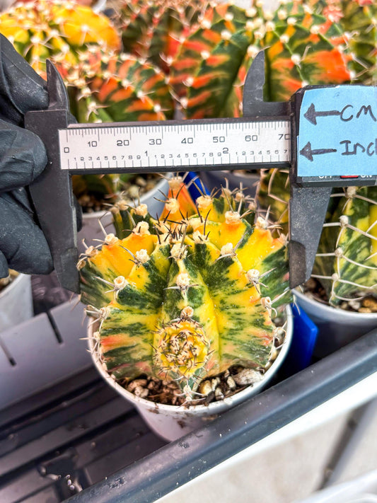 Gymnocalycium Mihanovichii Var (gy1) (b7) | Rare sucuclent