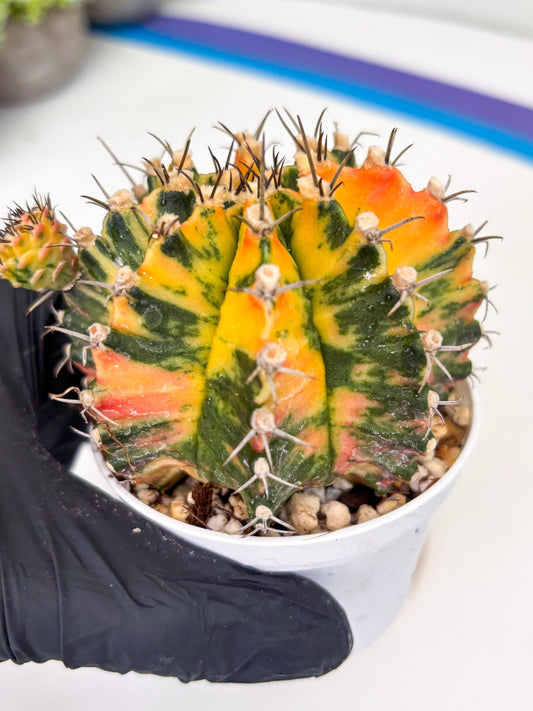 Gymnocalycium Mihanovichii Var (gy1) (b7) | Rare sucuclent