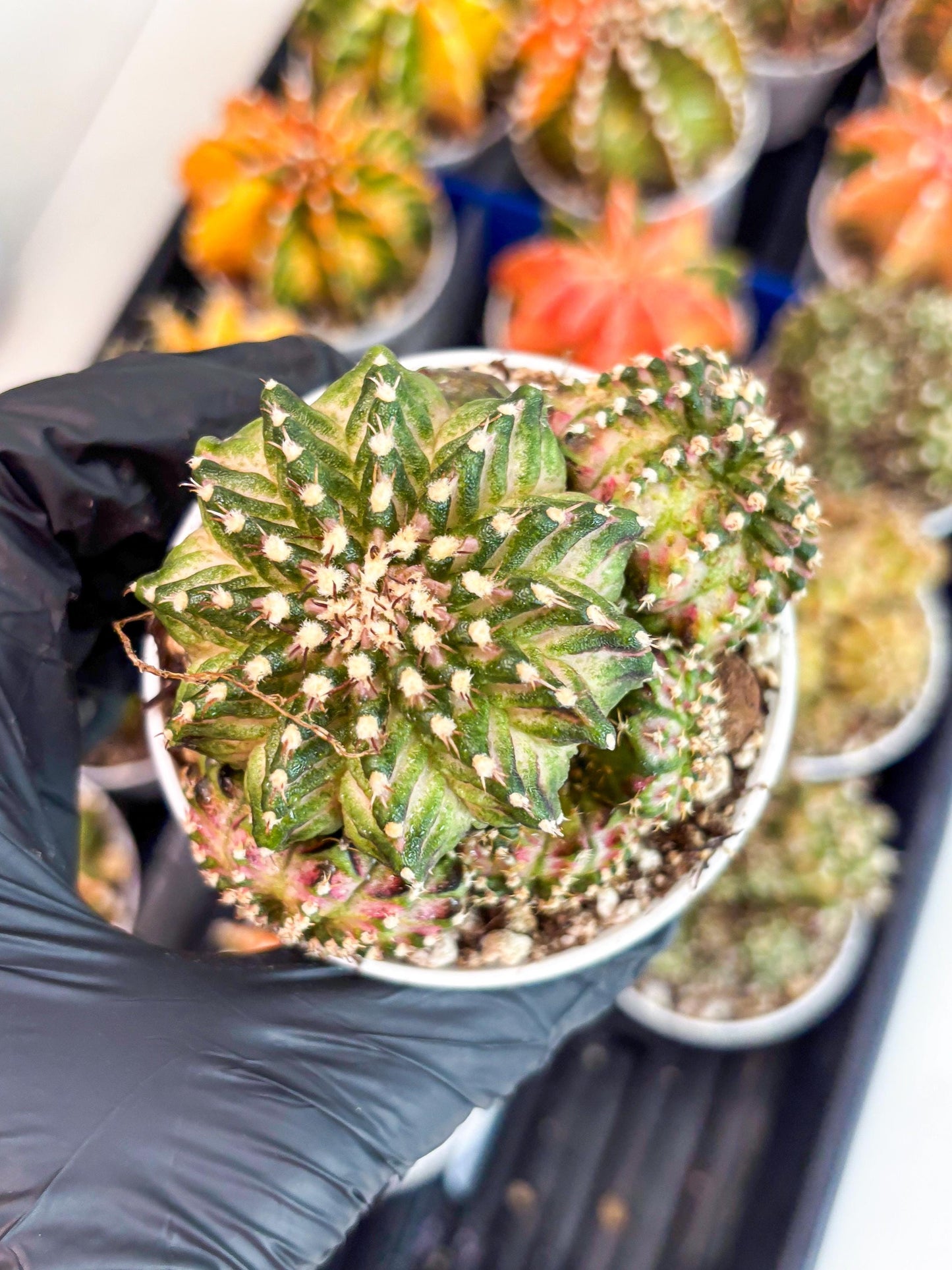 Gymnocalycium Mihanovichii Cluster | (gy5) (p2) | Best For Grafting