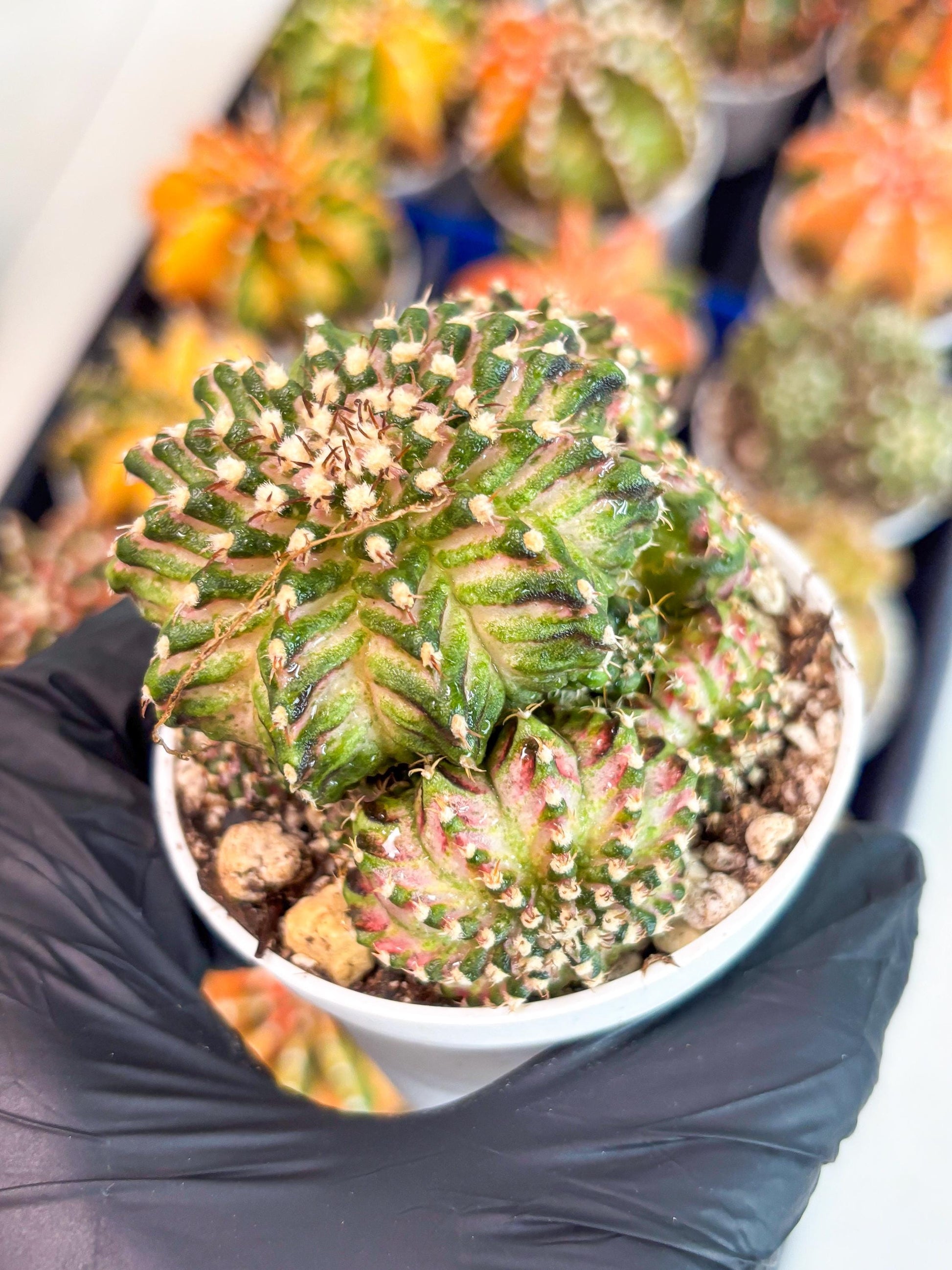 Gymnocalycium Mihanovichii Cluster | (gy5) (p2) | Best For Grafting