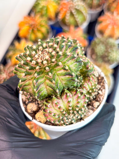 Gymnocalycium Mihanovichii Cluster | (gy5) (p2) | Best For Grafting