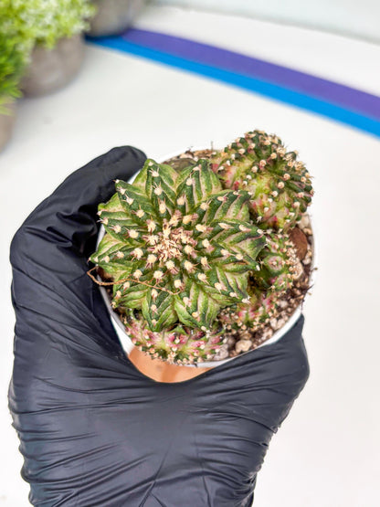 Gymnocalycium Mihanovichii Cluster | (gy5) (p2) | Best For Grafting