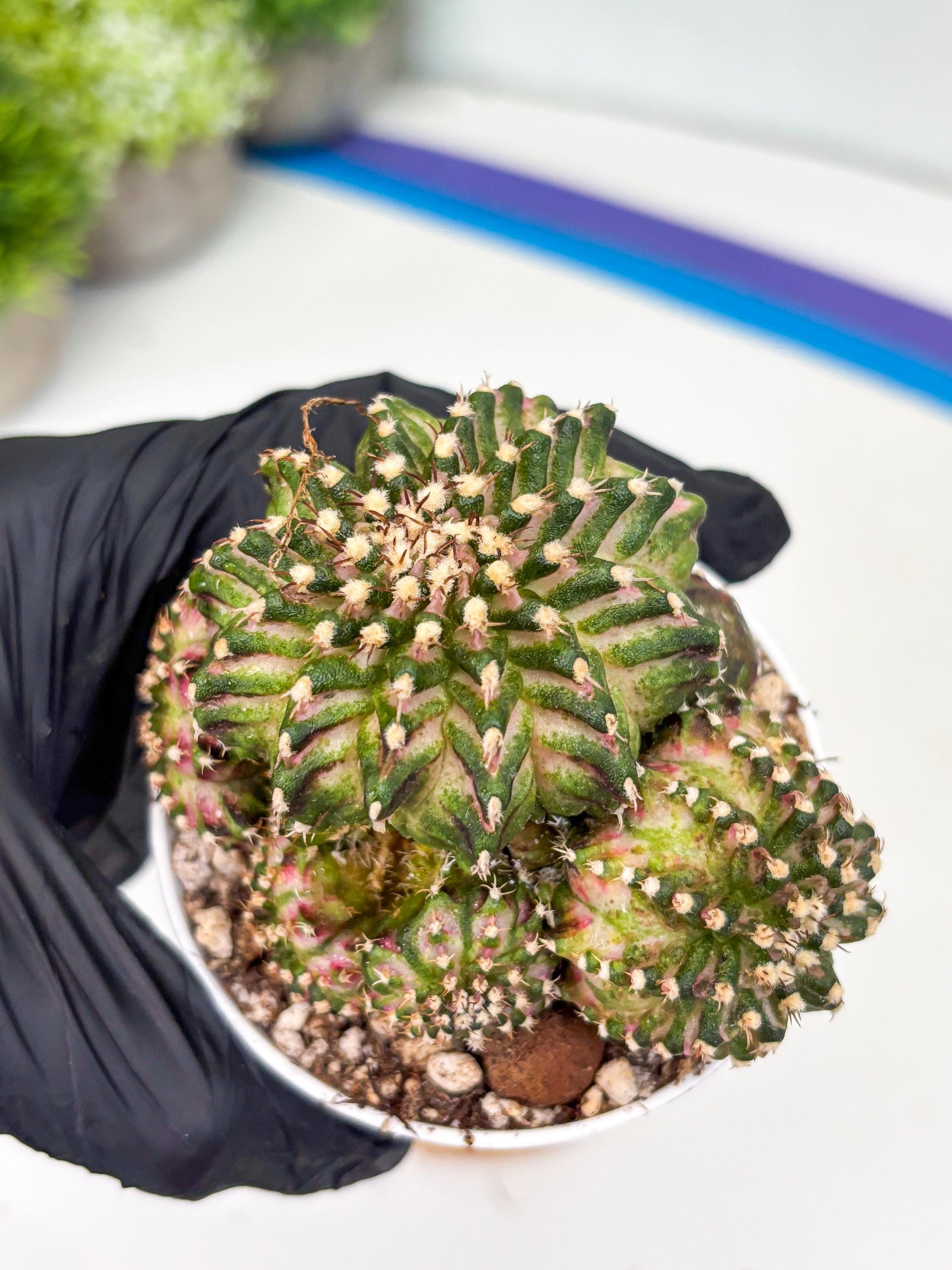 Gymnocalycium Mihanovichii Cluster | (gy5) (p2) | Best For Grafting