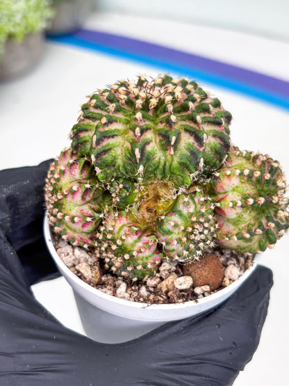 Gymnocalycium Mihanovichii Cluster | (gy5) (p2) | Best For Grafting