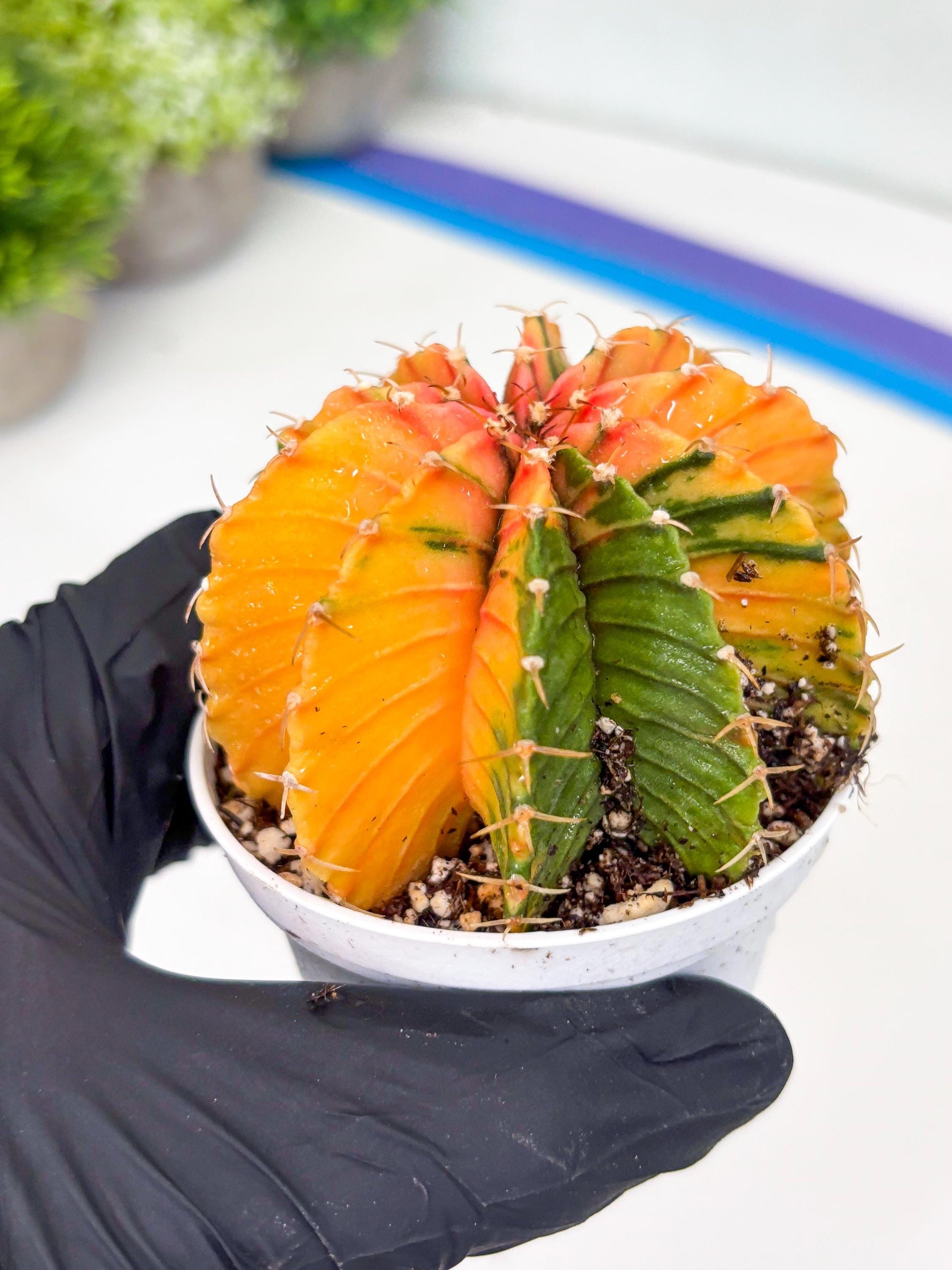 Gymnocalycium LB Hybrid | (gy6) (o6) | variegated cactus