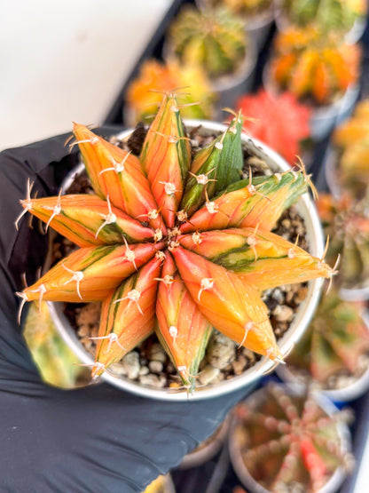 Gymnocalycium LB Hybrid | (gy6) (o6) | variegated cactus
