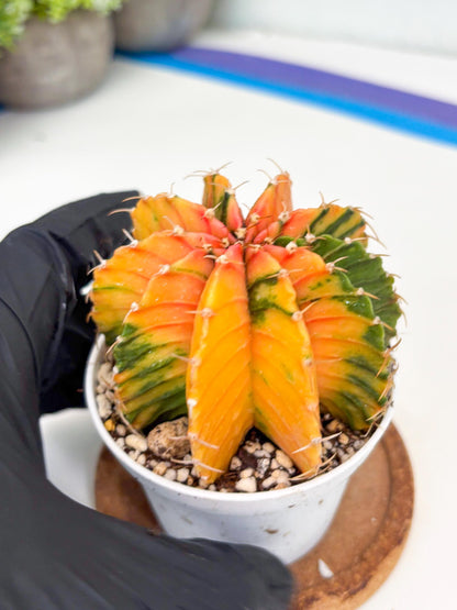 Gymnocalycium LB Hybrid | (gy6) (o6) | variegated cactus