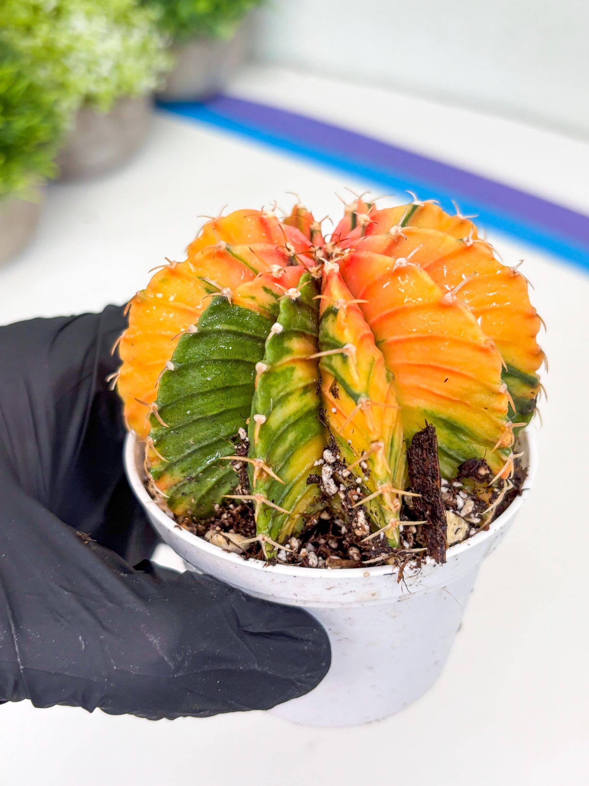 Gymnocalycium LB Hybrid | (gy6) (o6) | variegated cactus