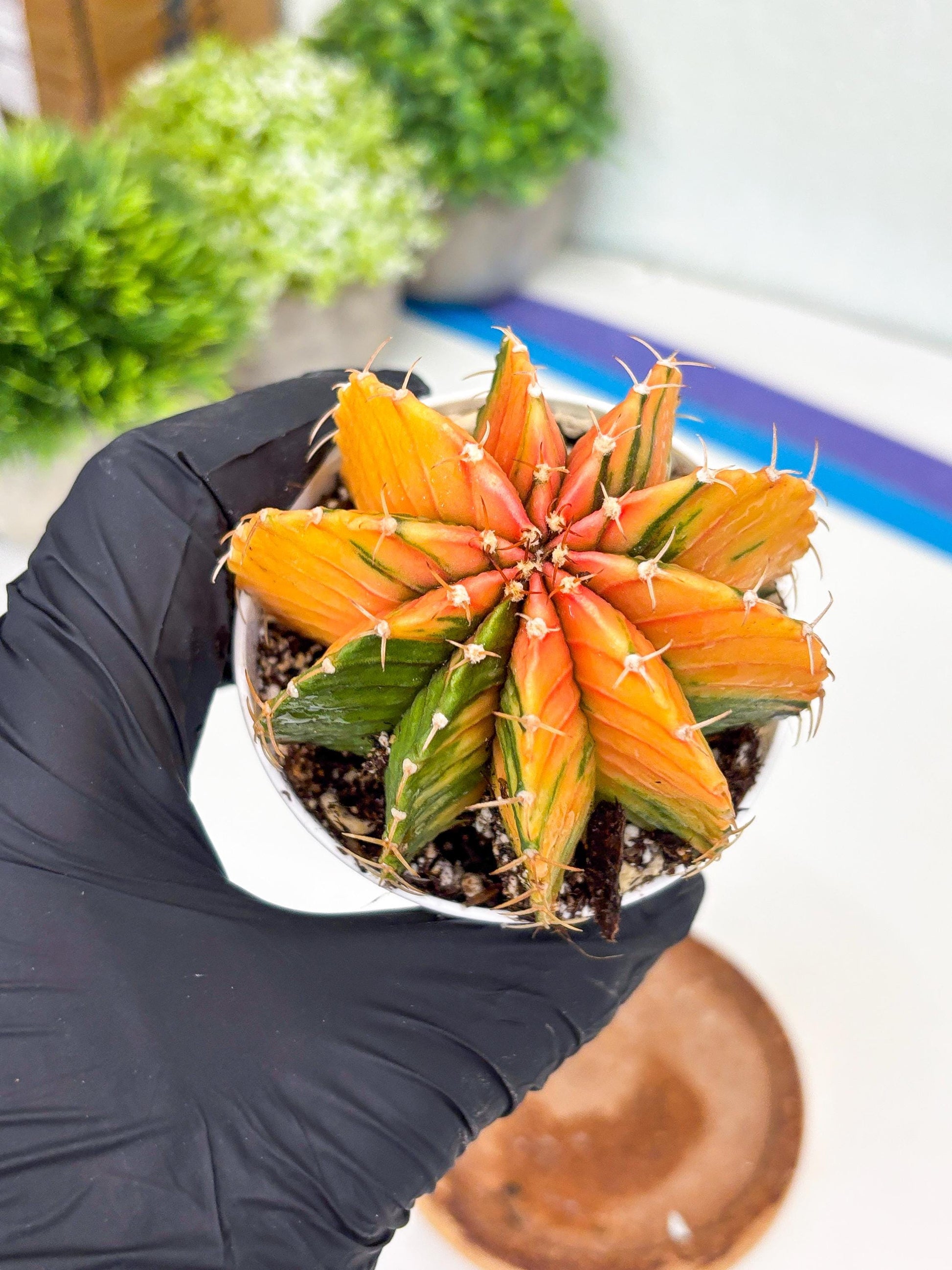 Gymnocalycium LB Hybrid | (gy6) (o6) | variegated cactus