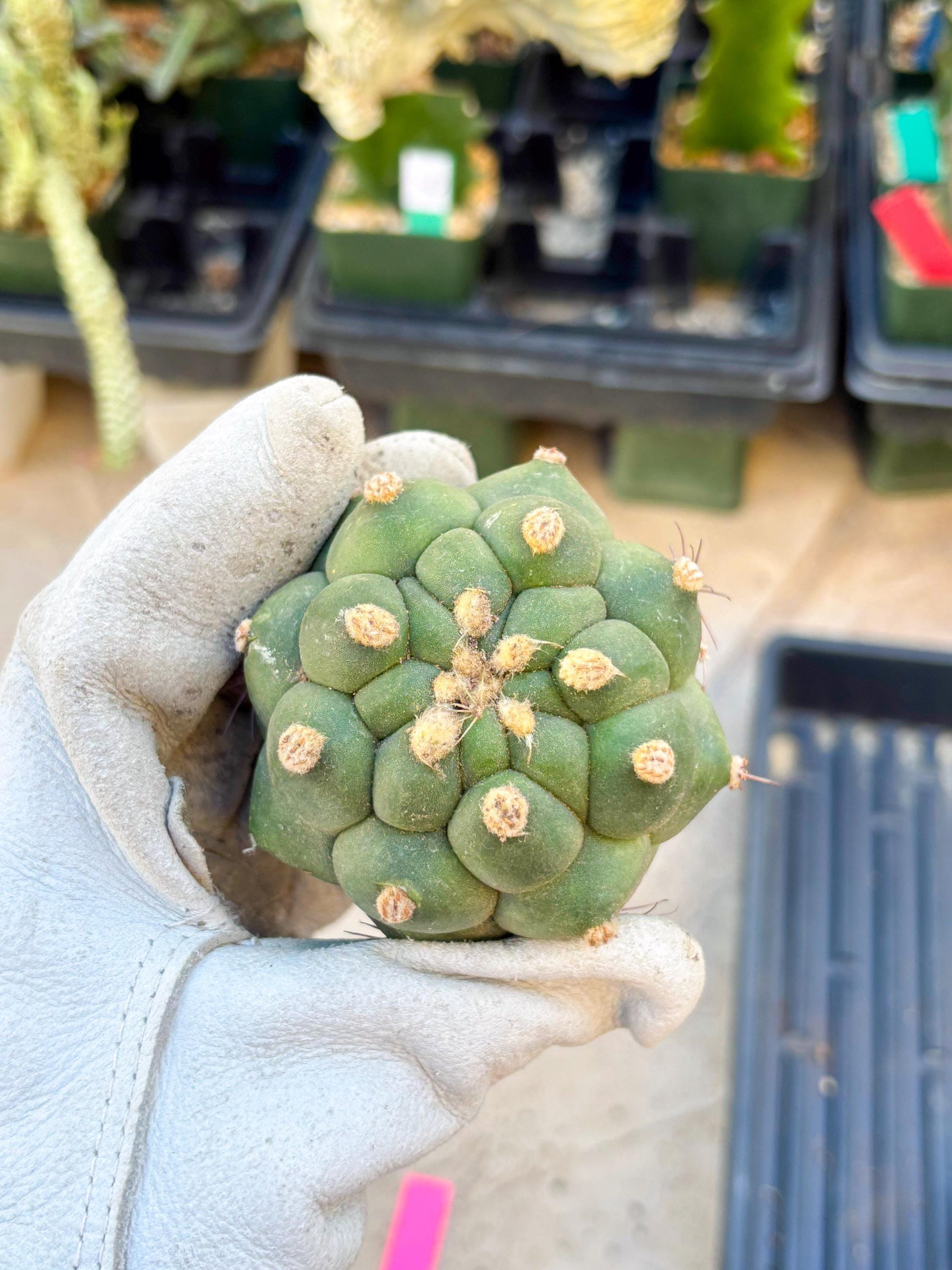 Gymnocalycium saglionis inermis (Pink) | Imported Plants