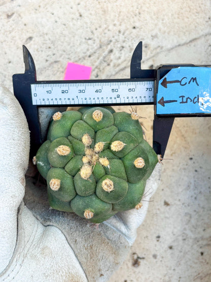 Gymnocalycium saglionis inermis (Pink) | Imported Plants