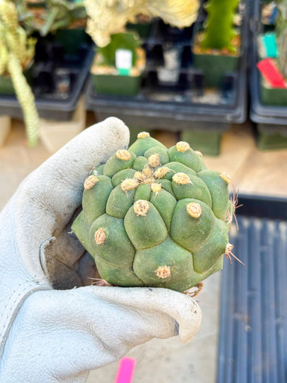 Gymnocalycium saglionis inermis (Pink) | Imported Plants