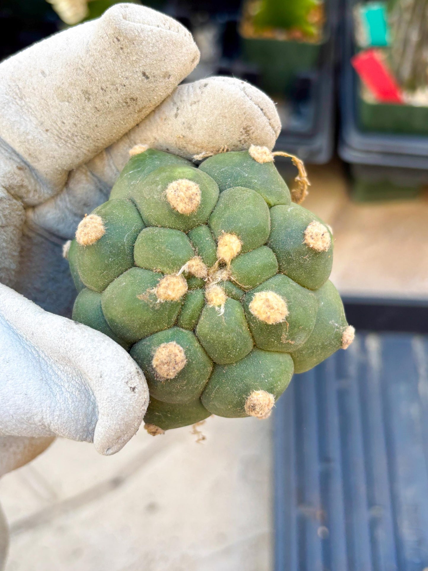 Gymnocalycium saglionis inermis (Yellow) | Imported Plants