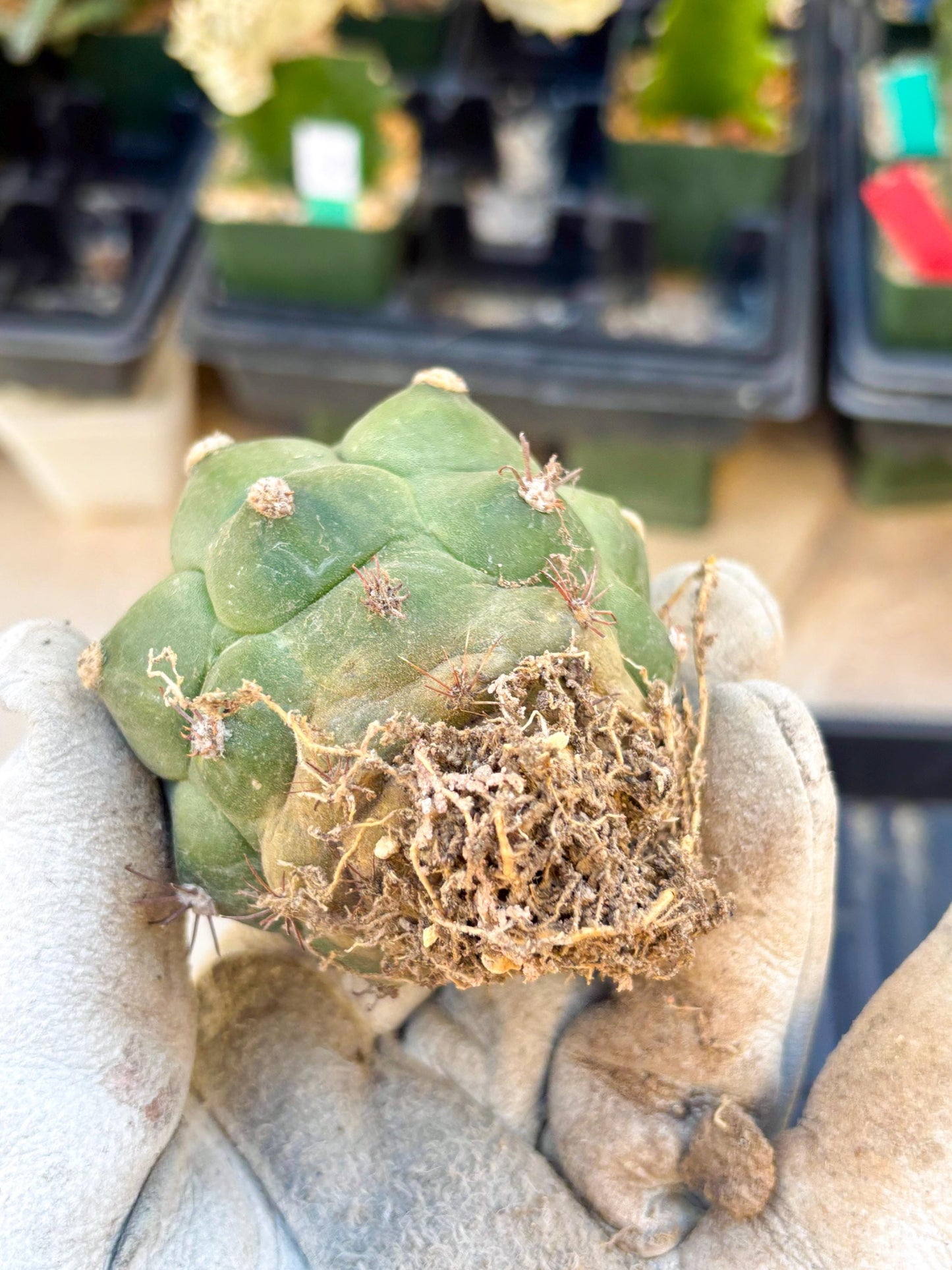 Gymnocalycium saglionis inermis (Yellow) | Imported Plants