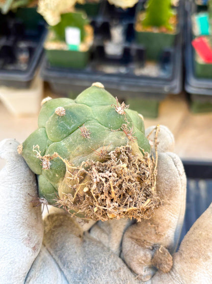 Gymnocalycium saglionis inermis (Yellow) | Imported Plants